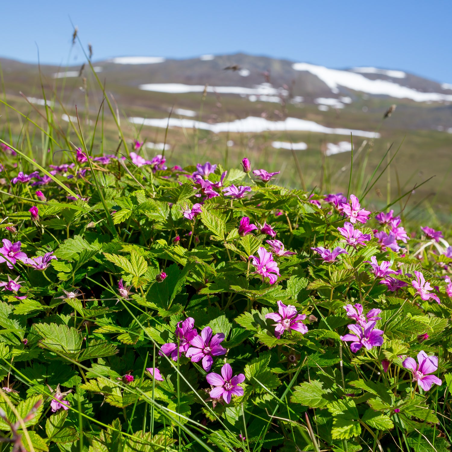 Arktische Himbeere 'Beata'