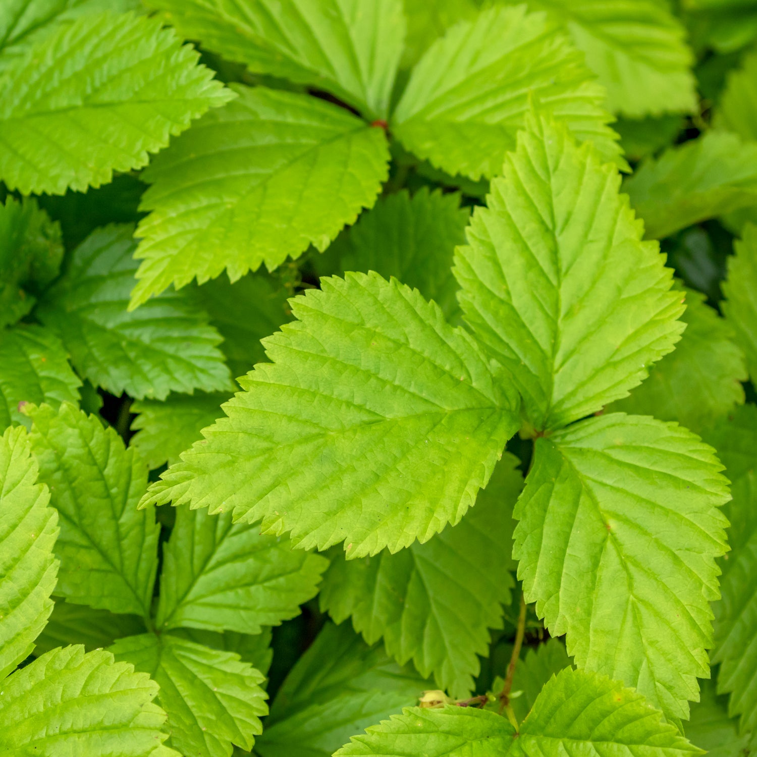 Arktische Himbeere 'Marika'