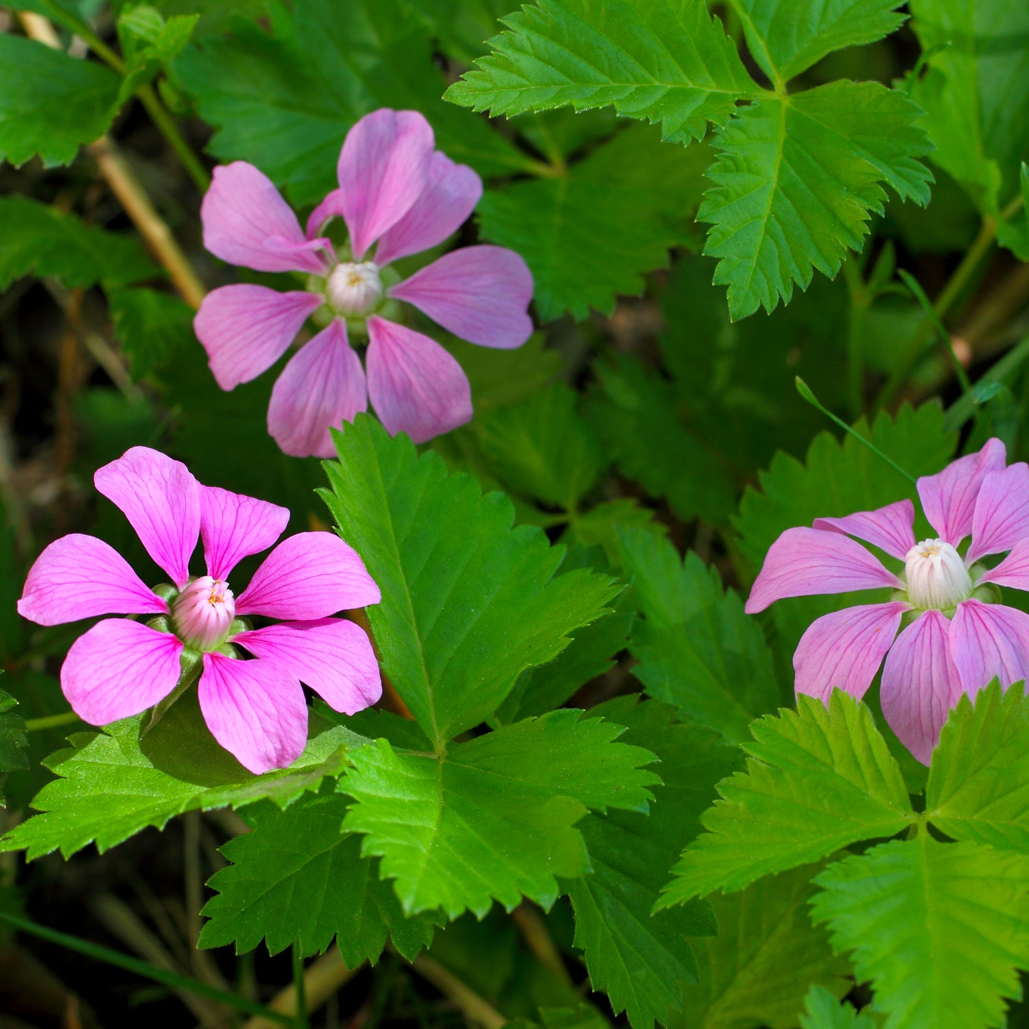 Arktische Himbeere 'Mespi'