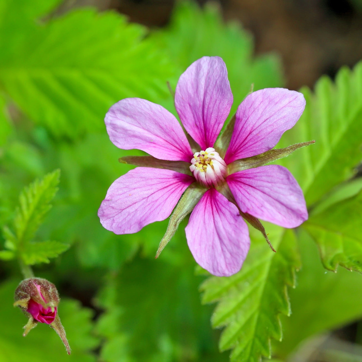 Arktische Himbeere 'Mespi'