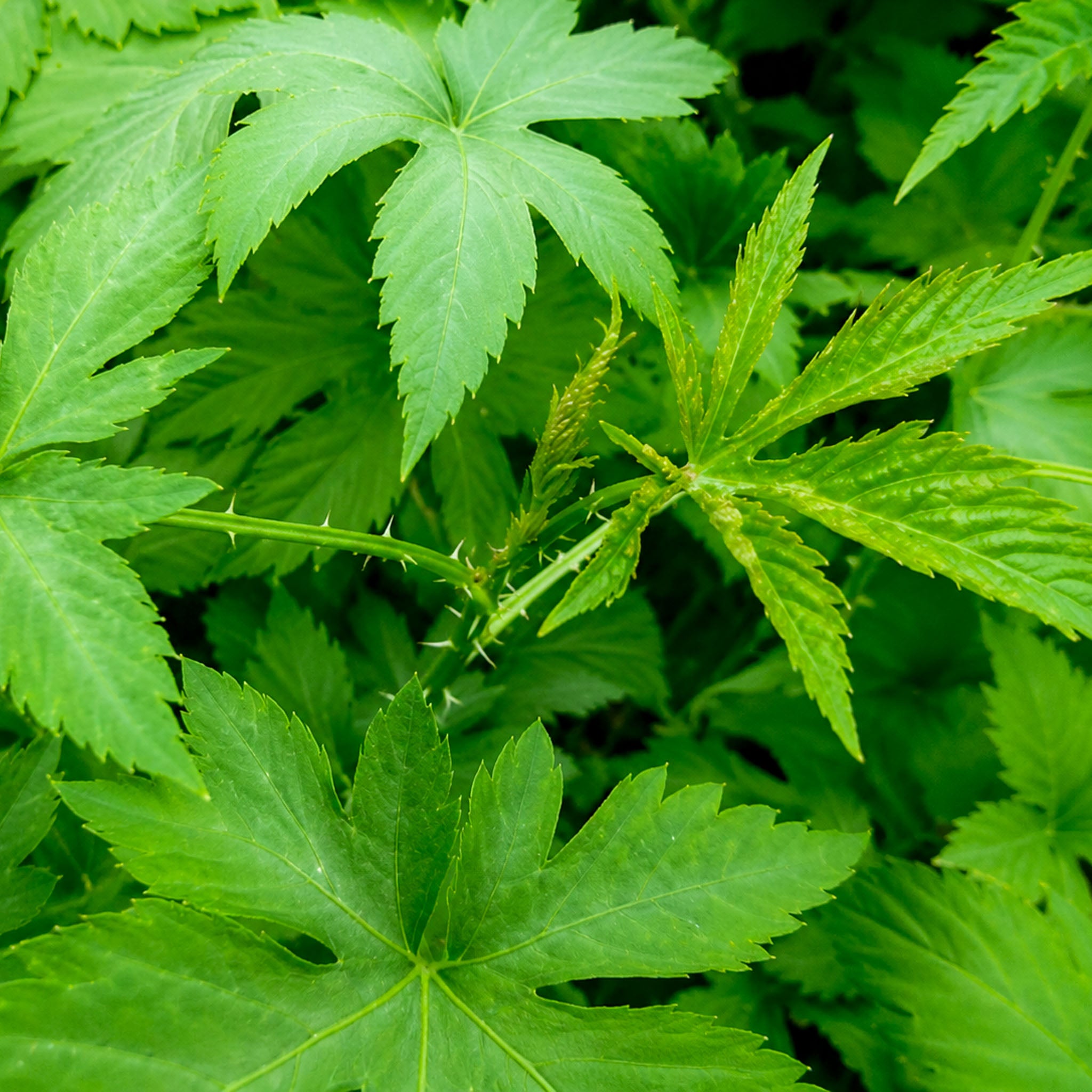 Zuckerblatt-Brombeere 'Sugarleaf'