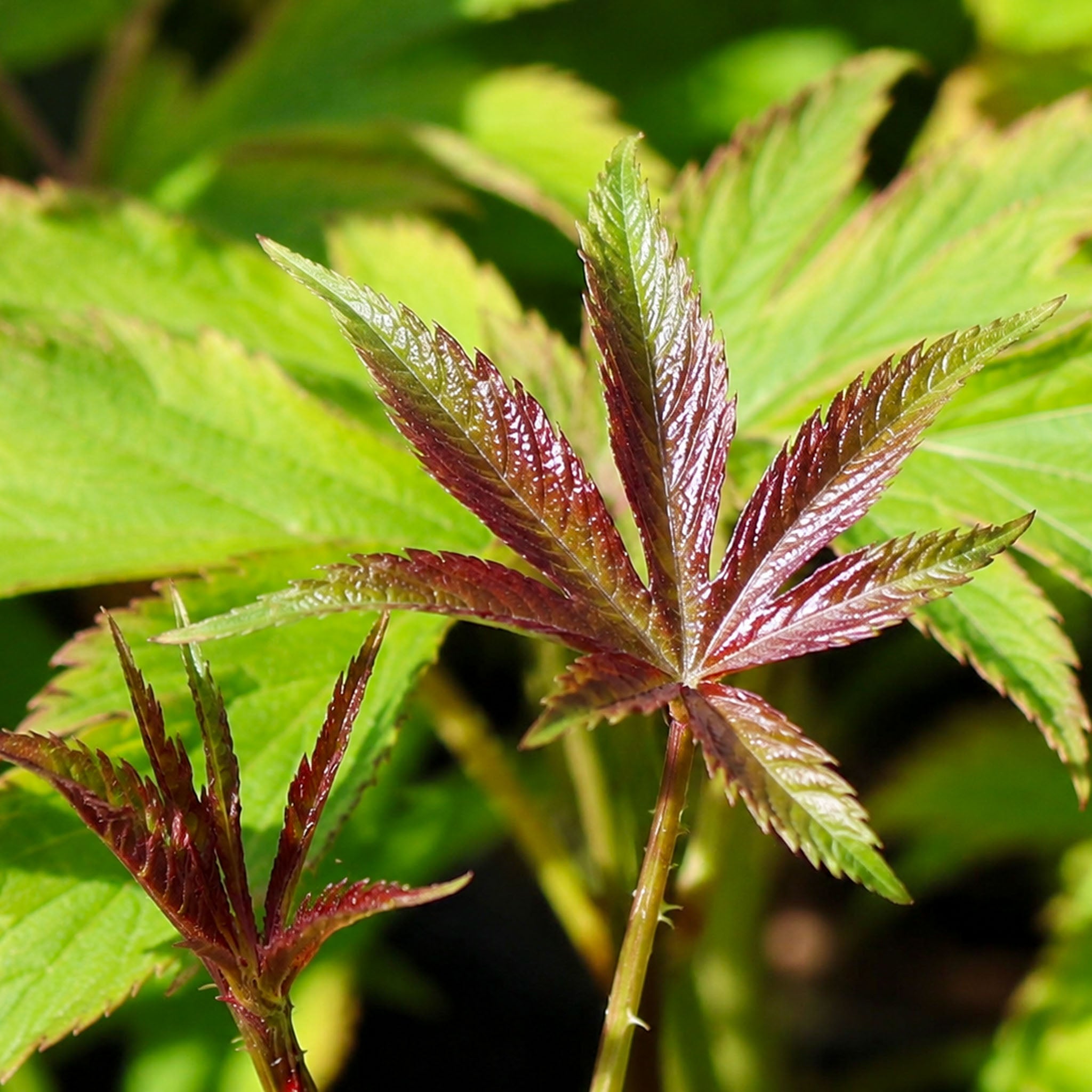 Zuckerblatt-Brombeere 'Sugarleaf'