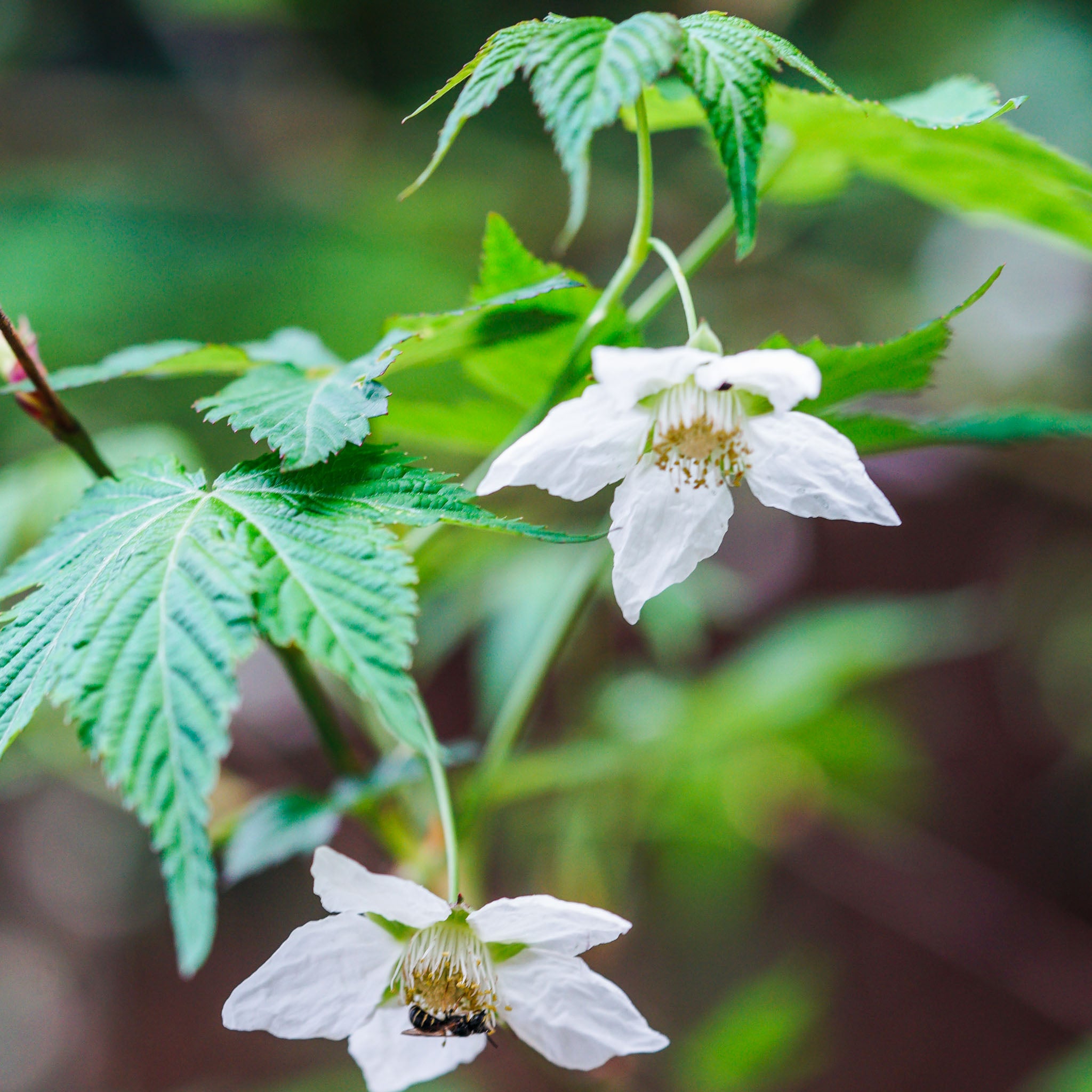 Zuckerblatt-Brombeere 'Sugarleaf'