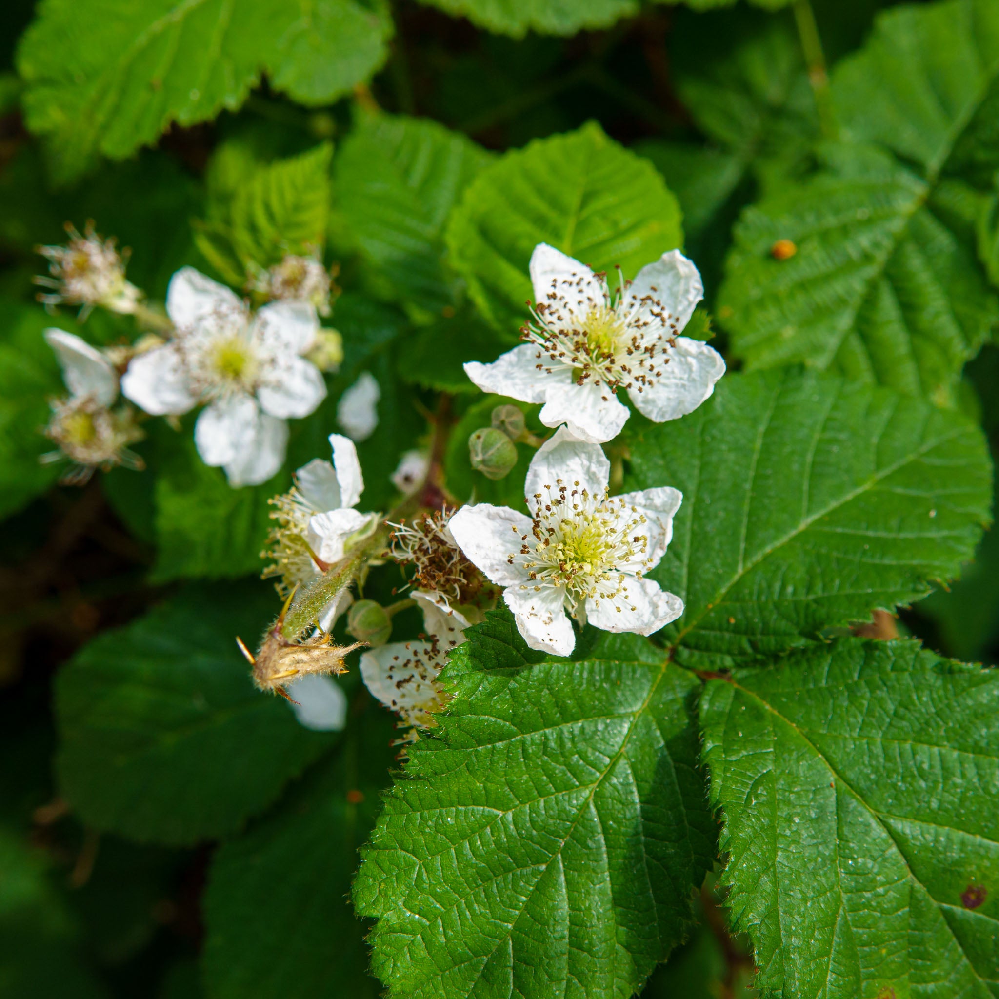 Brombeere 'Black Satin'