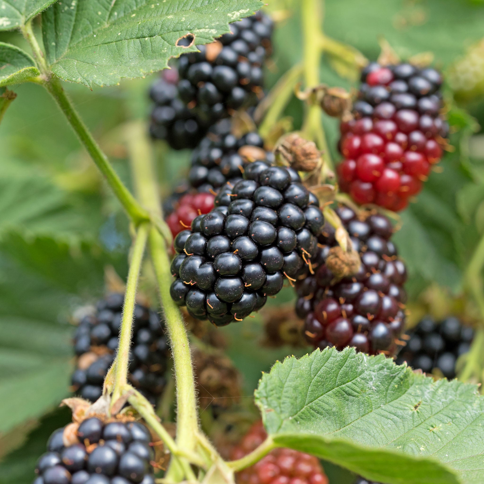 Brombeere 'Black Satin'
