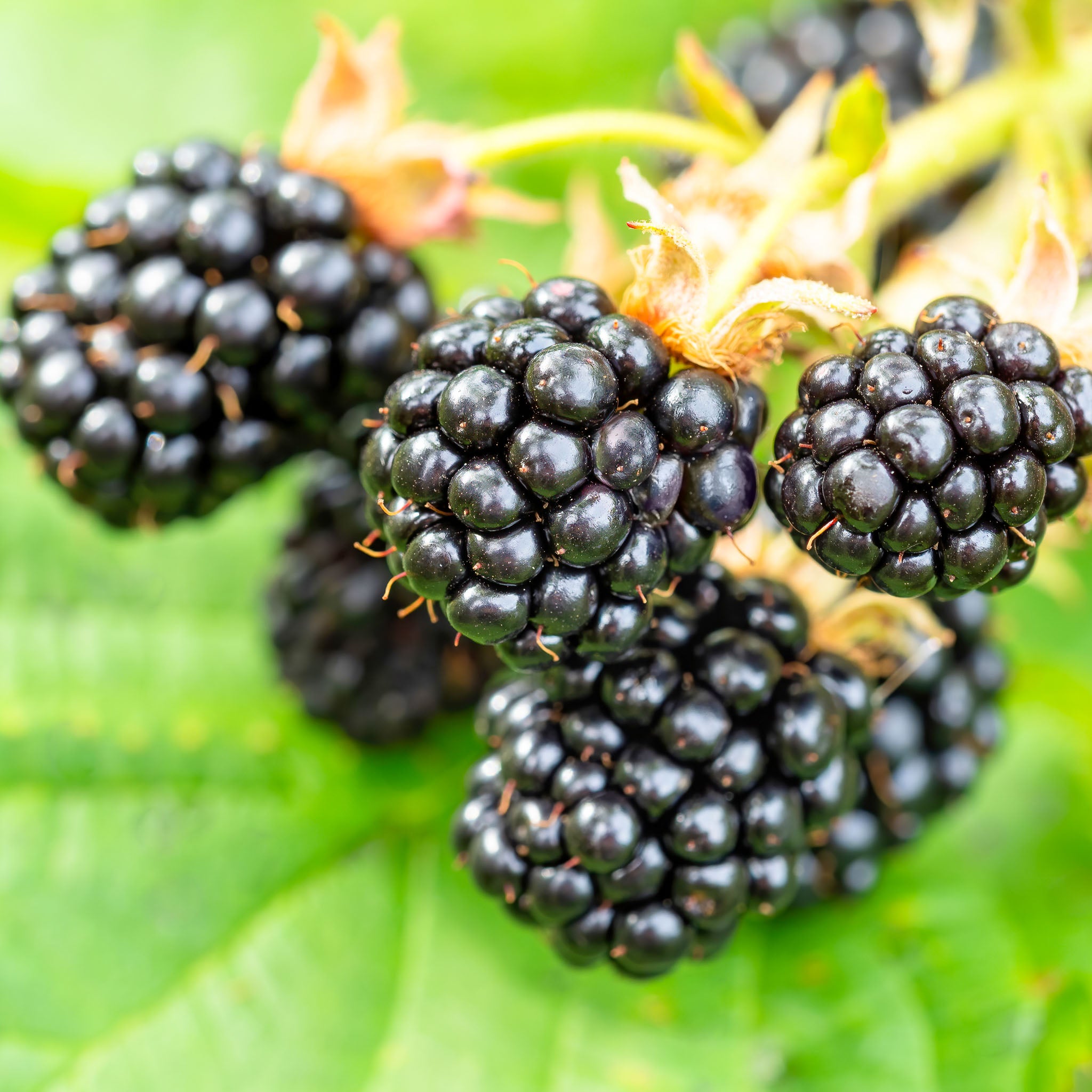 Brombeere 'Little Black Prince®'