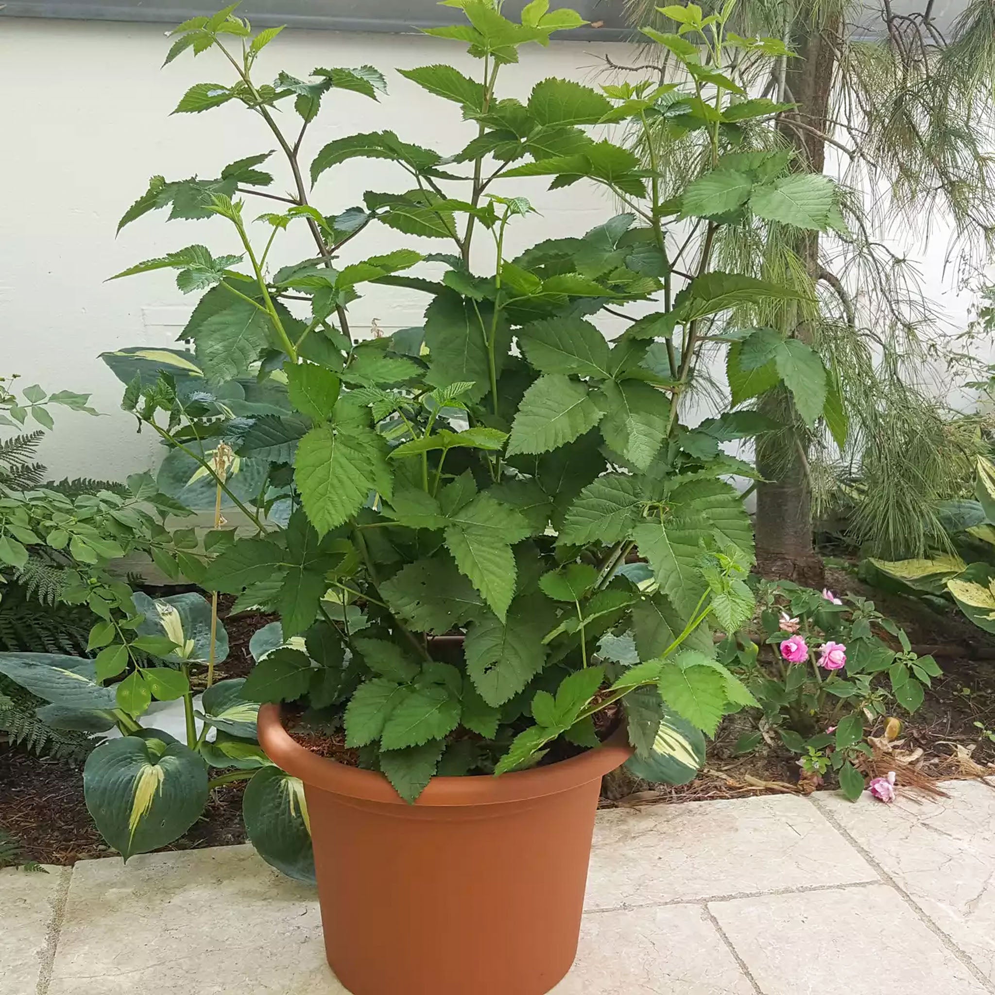 Brombeere 'Little Black Prince®'