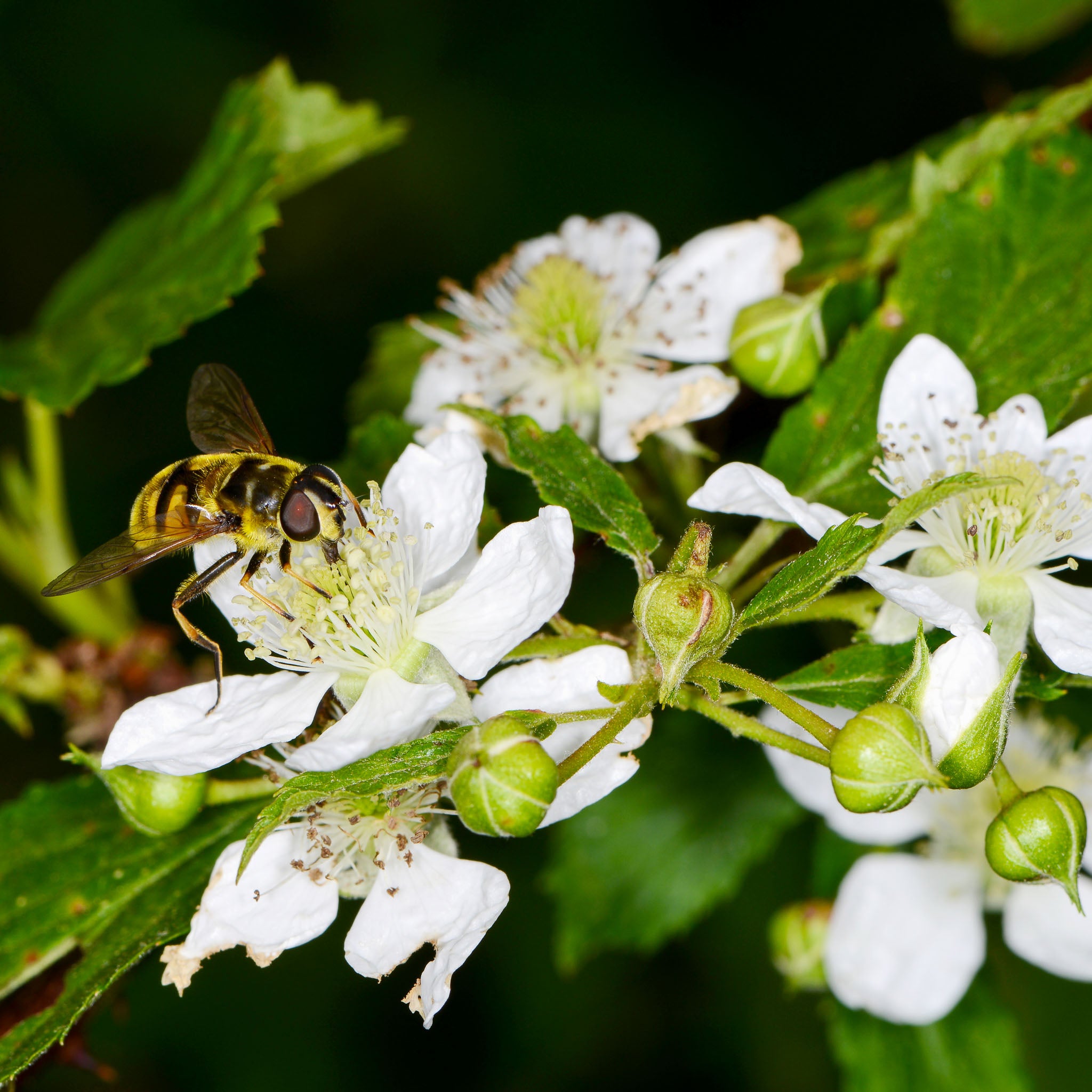 Brombeere 'Loch Ness'