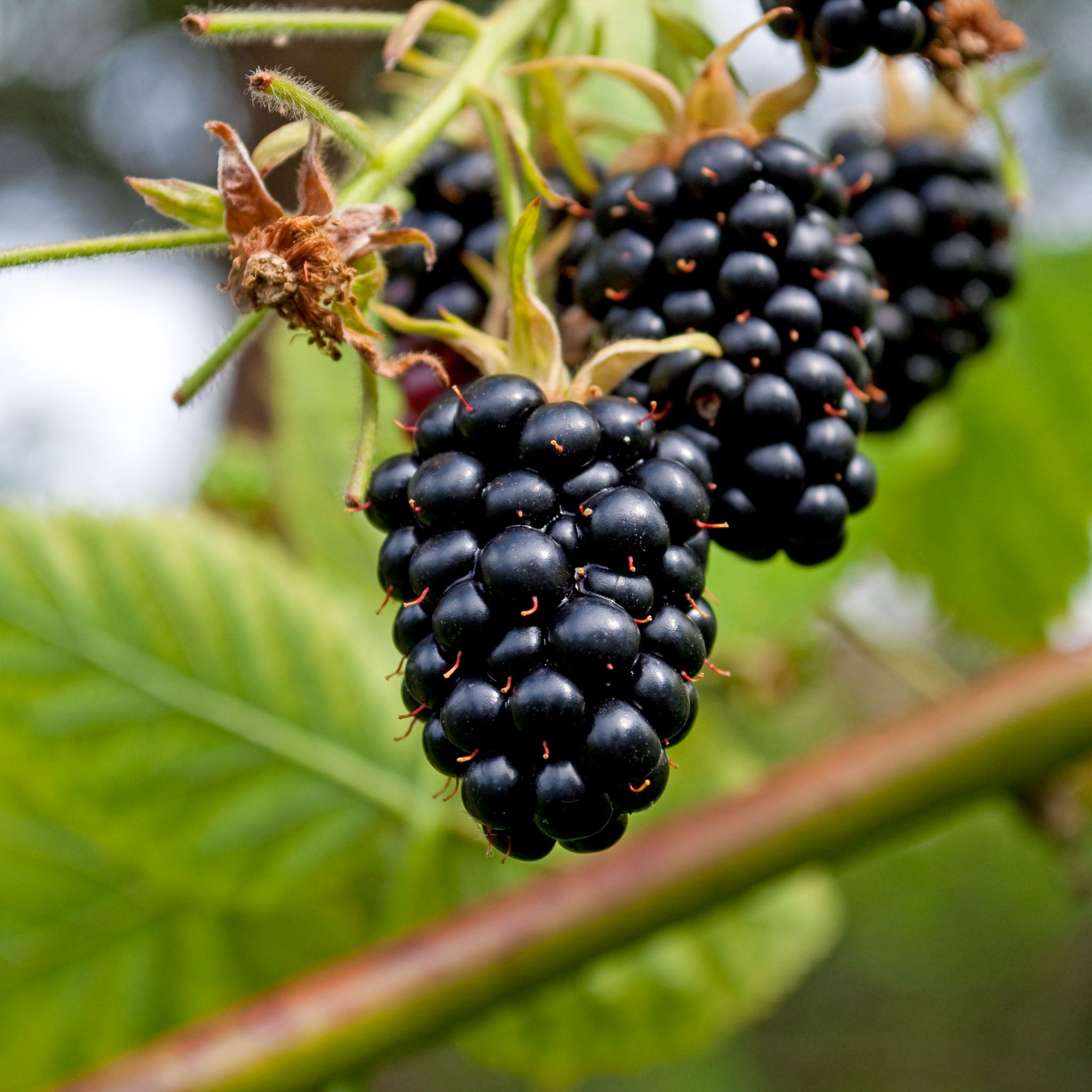 Brombeere 'Loch Ness'