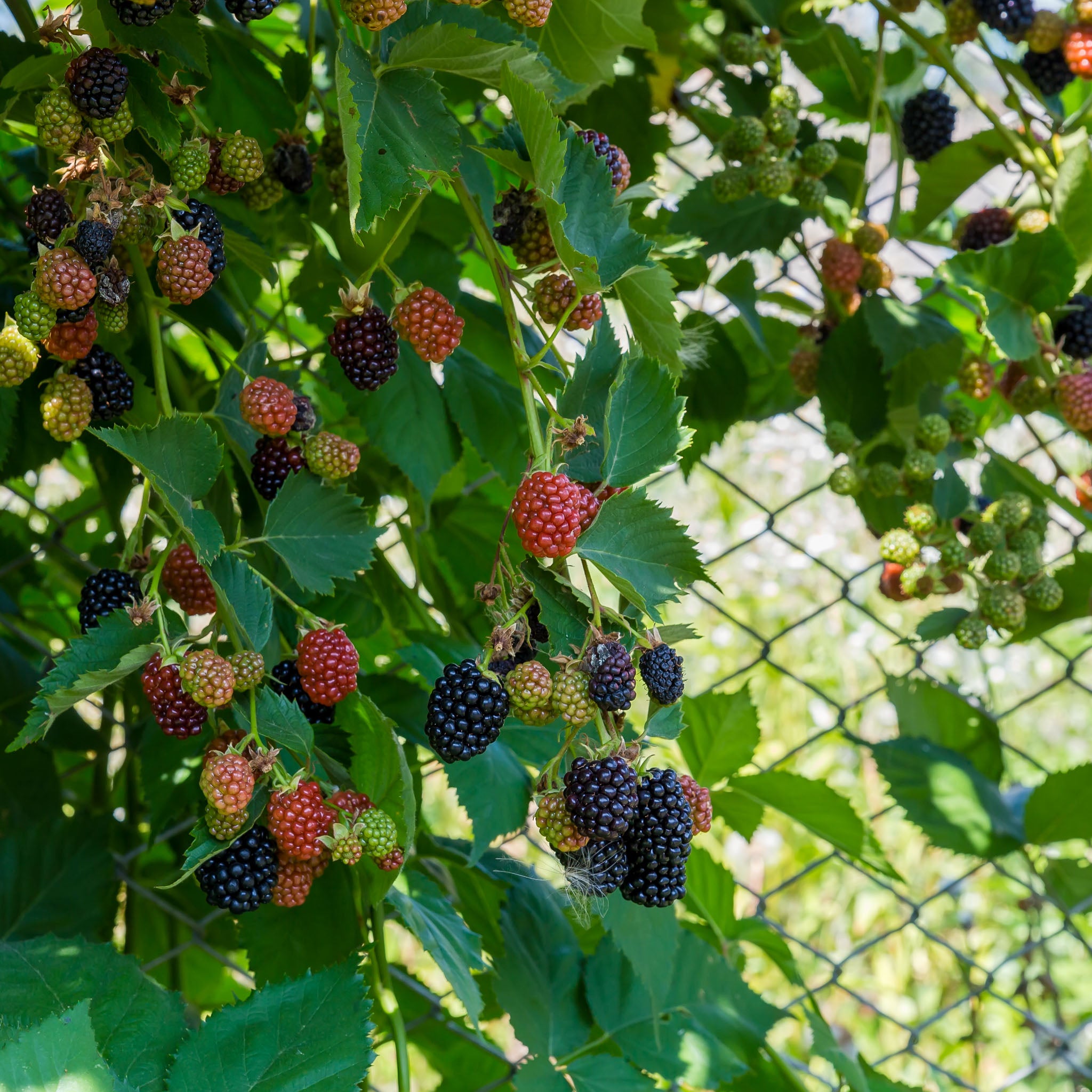 Brombeere 'Navaho'