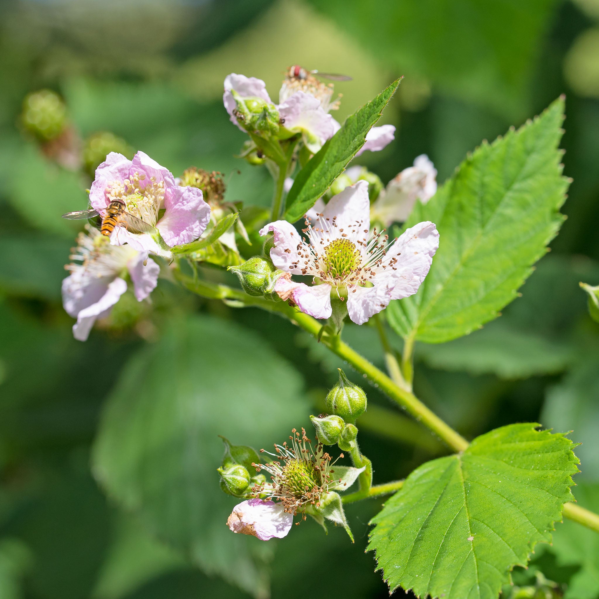 Brombeere 'Navaho'