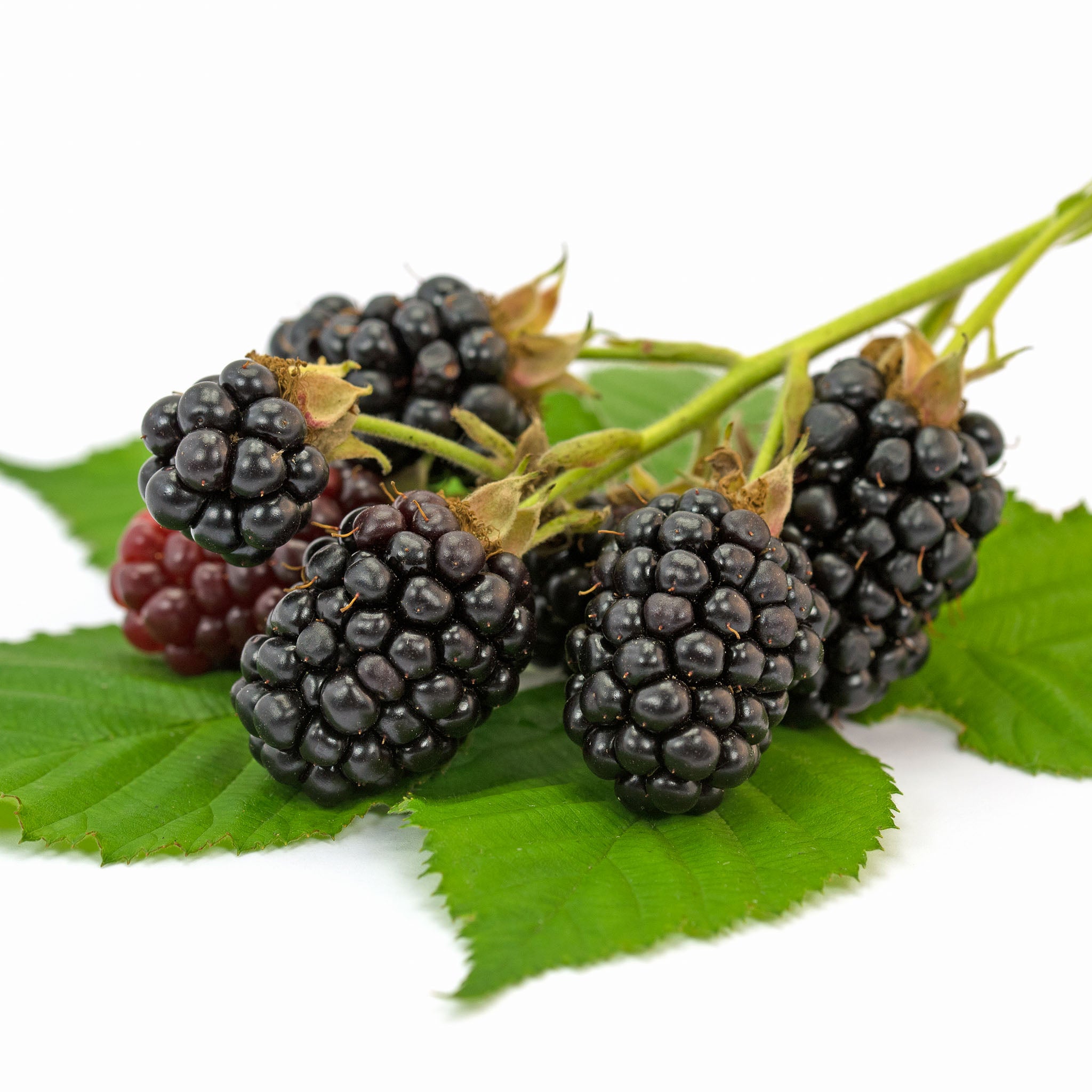 Brombeere 'Navaho'