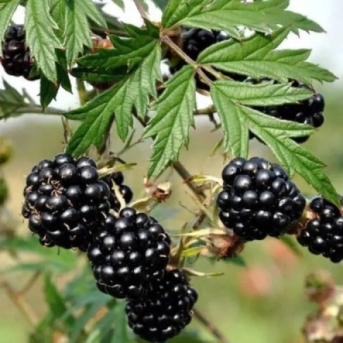 Brombeere 'Thornless Evergreen'