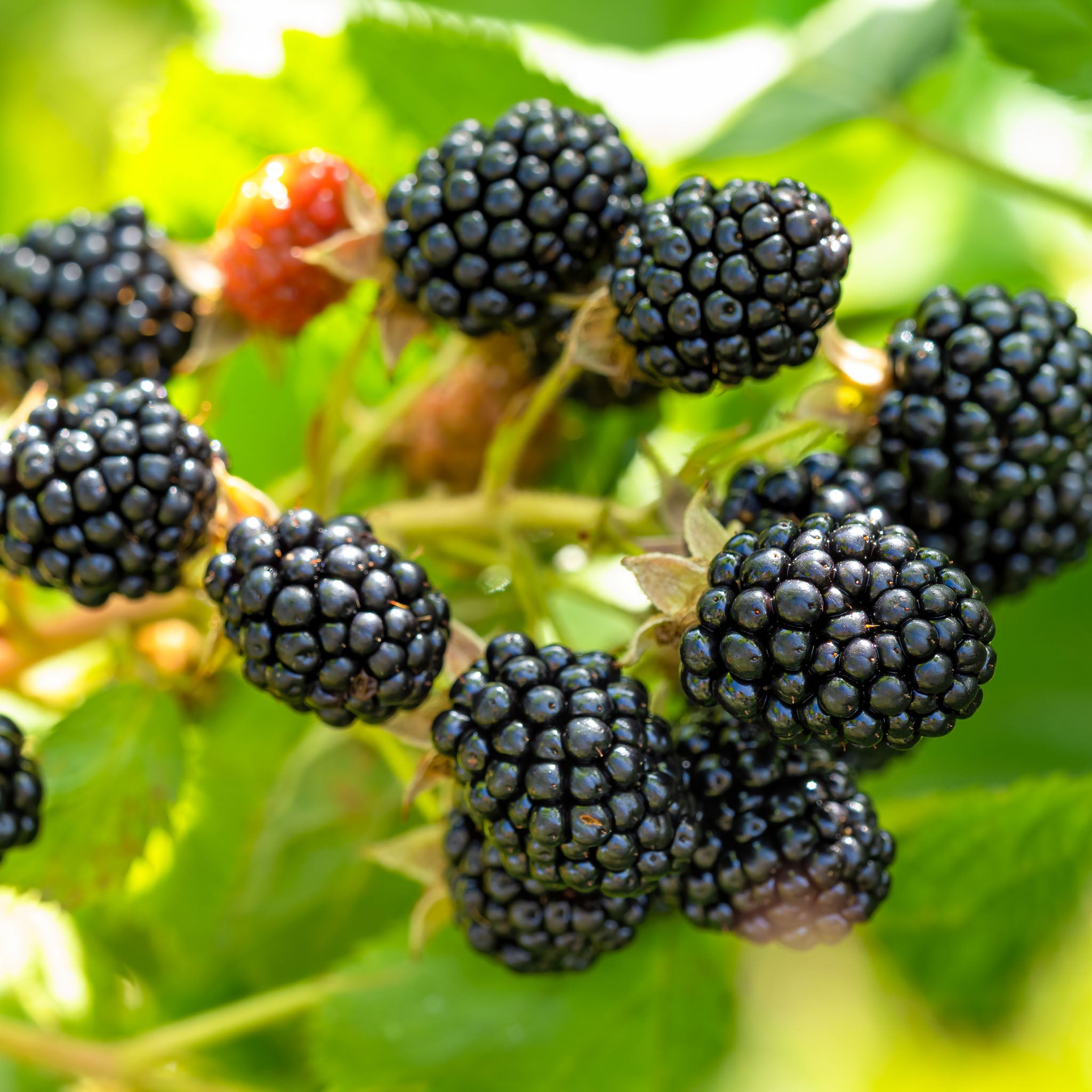 Brombeere 'Black Satin'