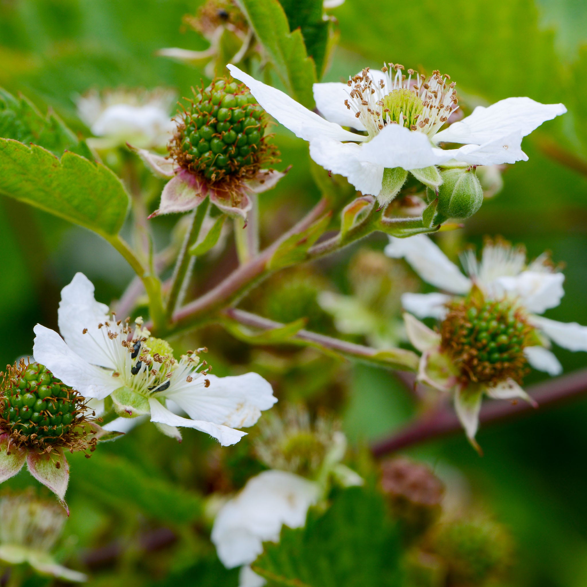Herbstbrombeere 'Montblanc®'