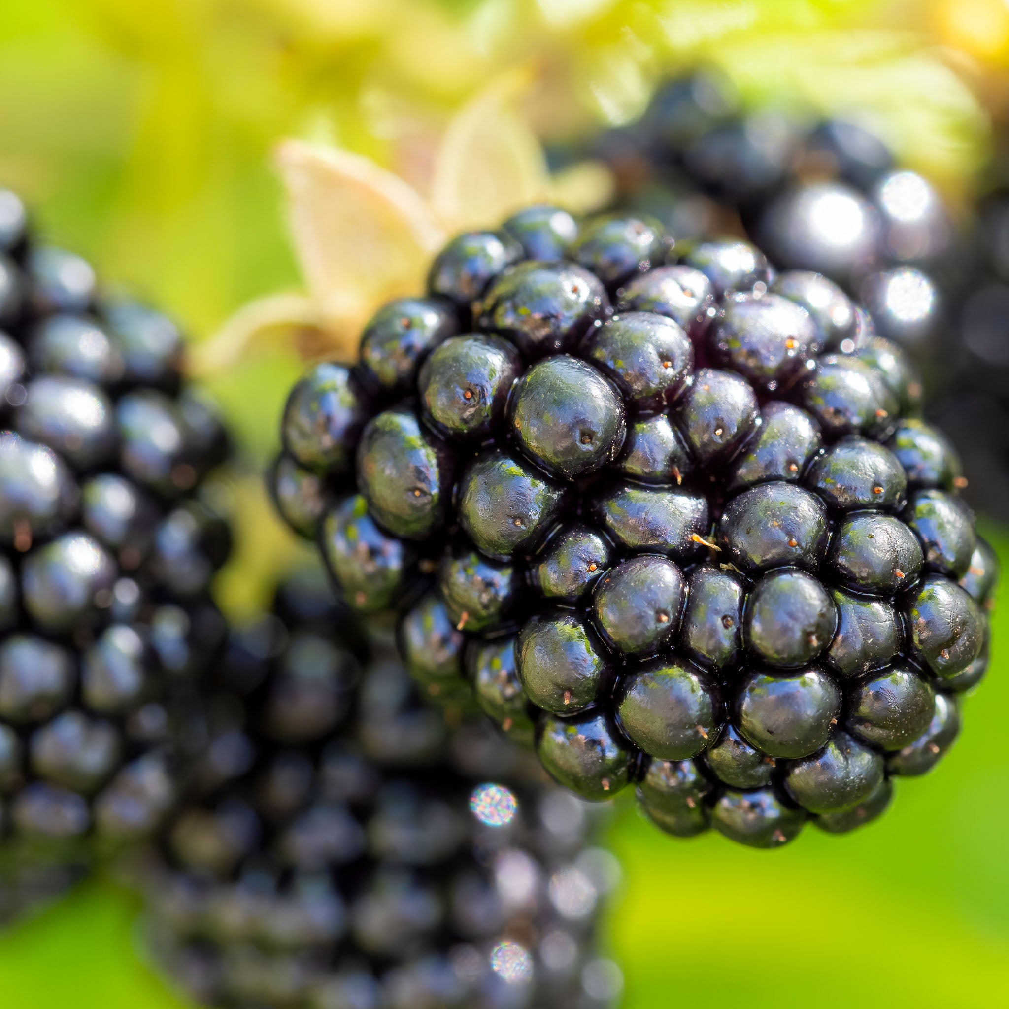 Brombeere 'Triple Crown'