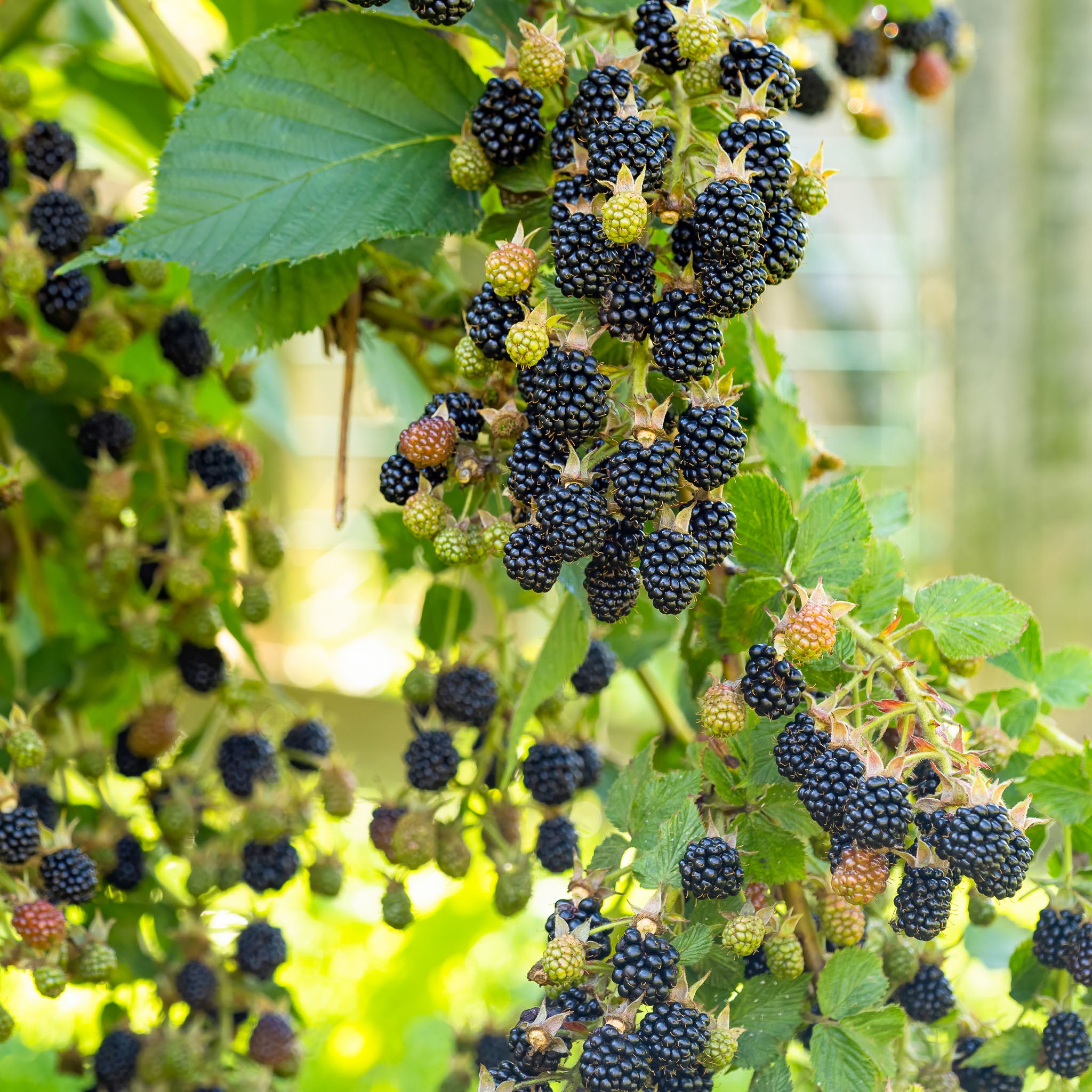 Brombeere 'Triple Crown'