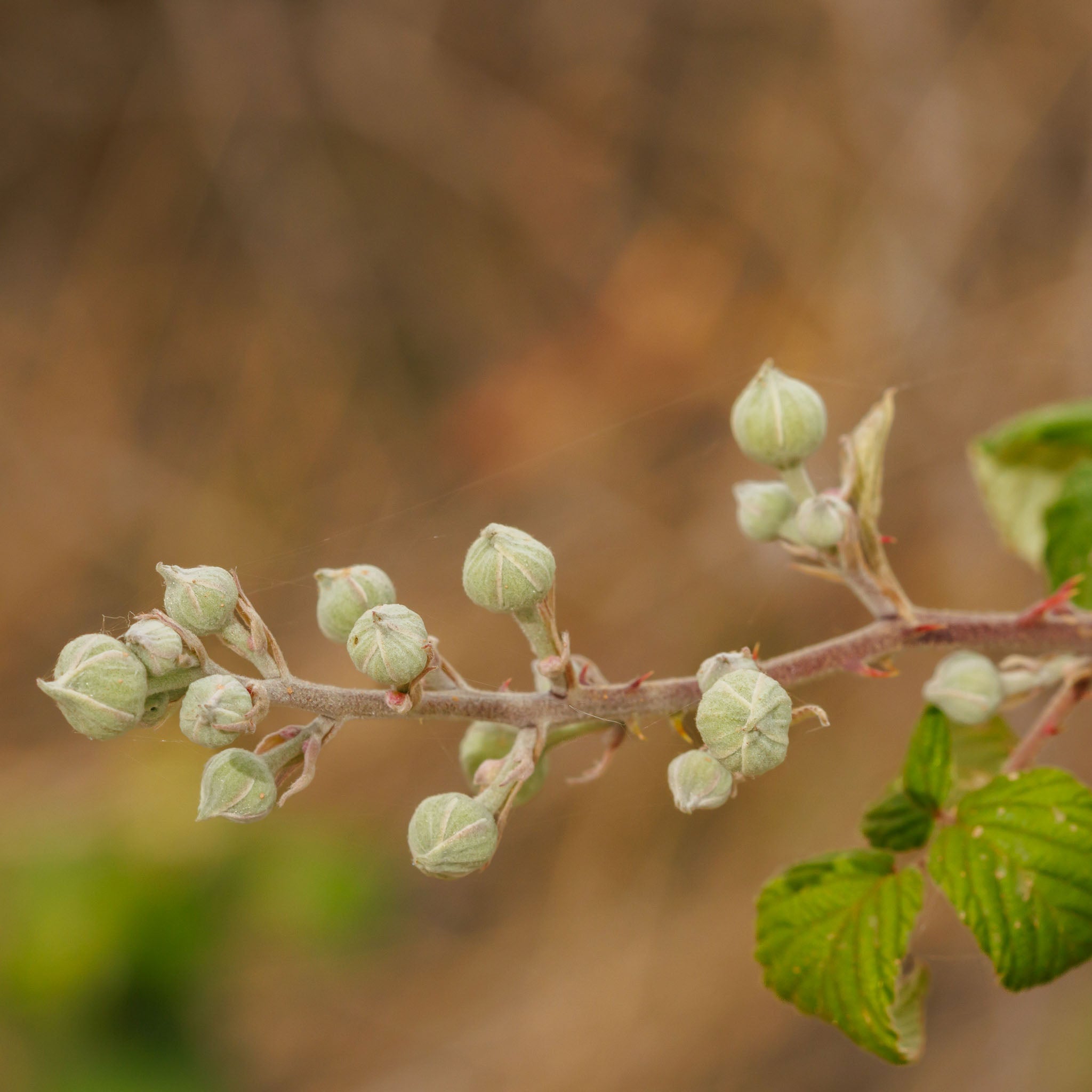 Brombeere 'Triple Crown'
