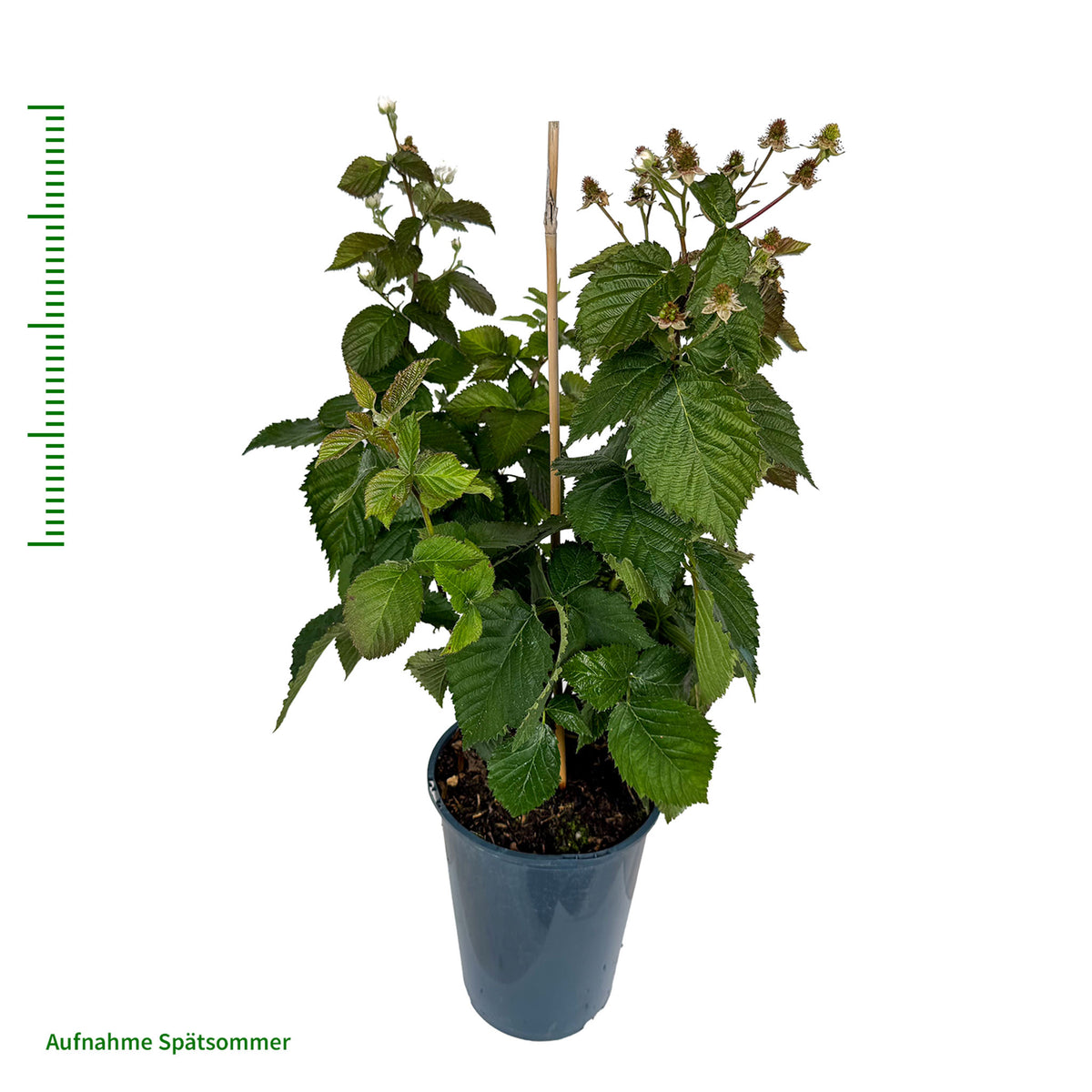 Brombeere 'Little Black Prince®'