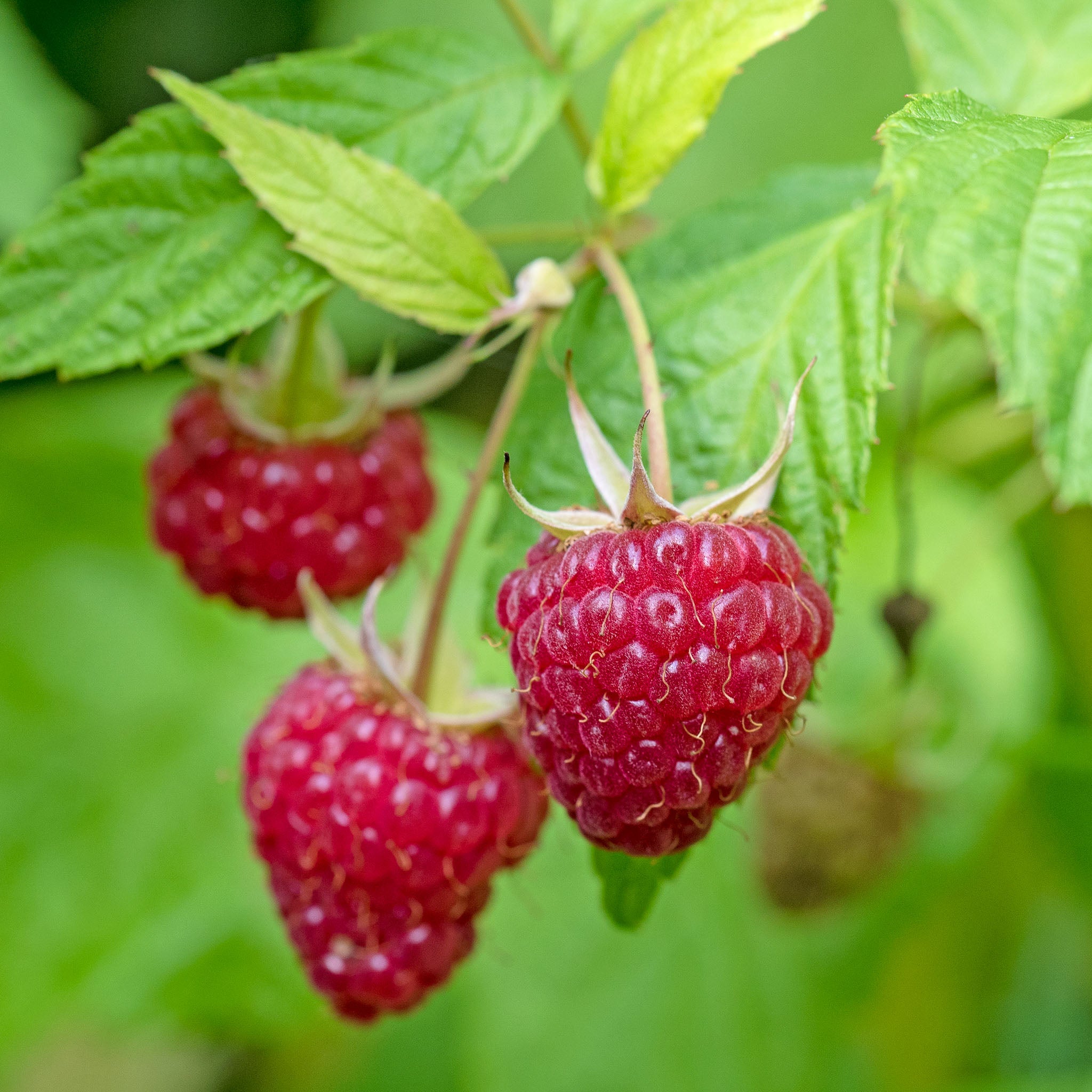 Himbeere 'Aroma Queen'