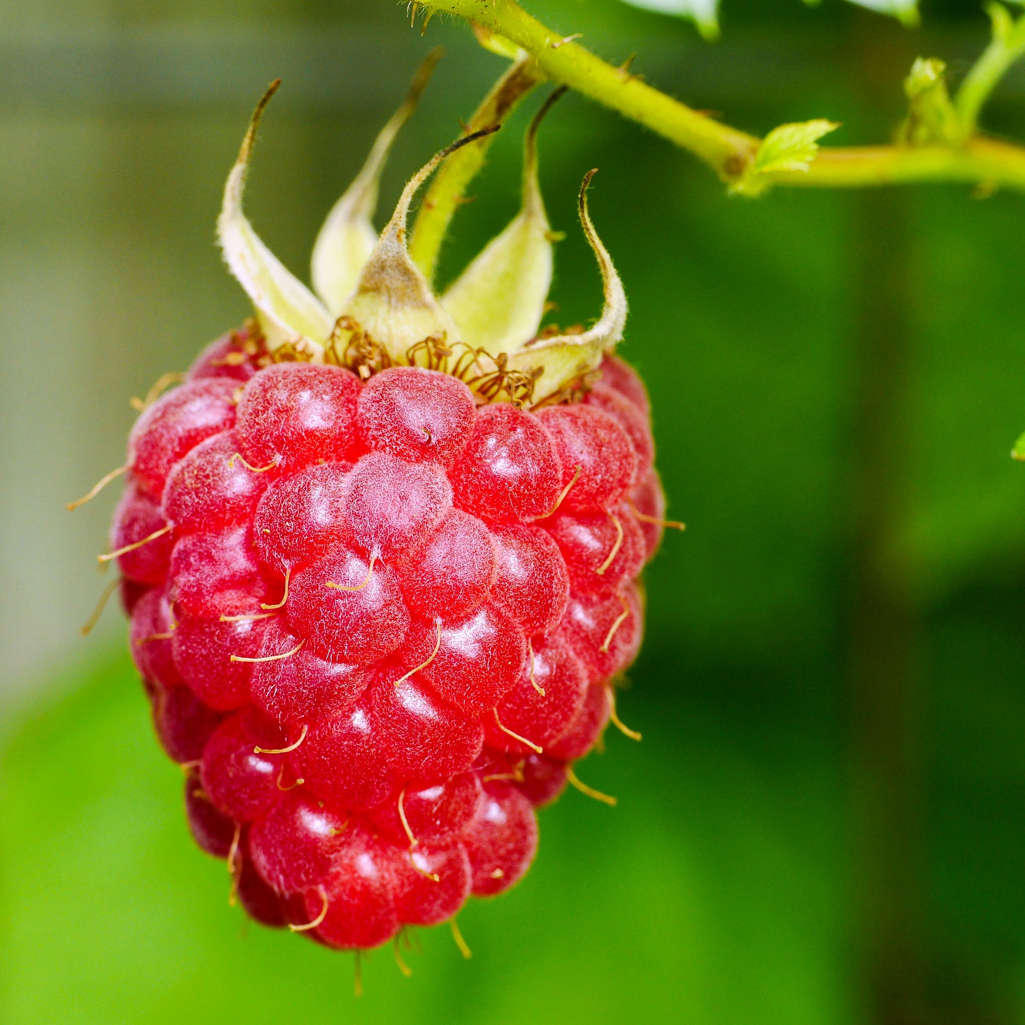 Himbeere 'Aroma Queen'