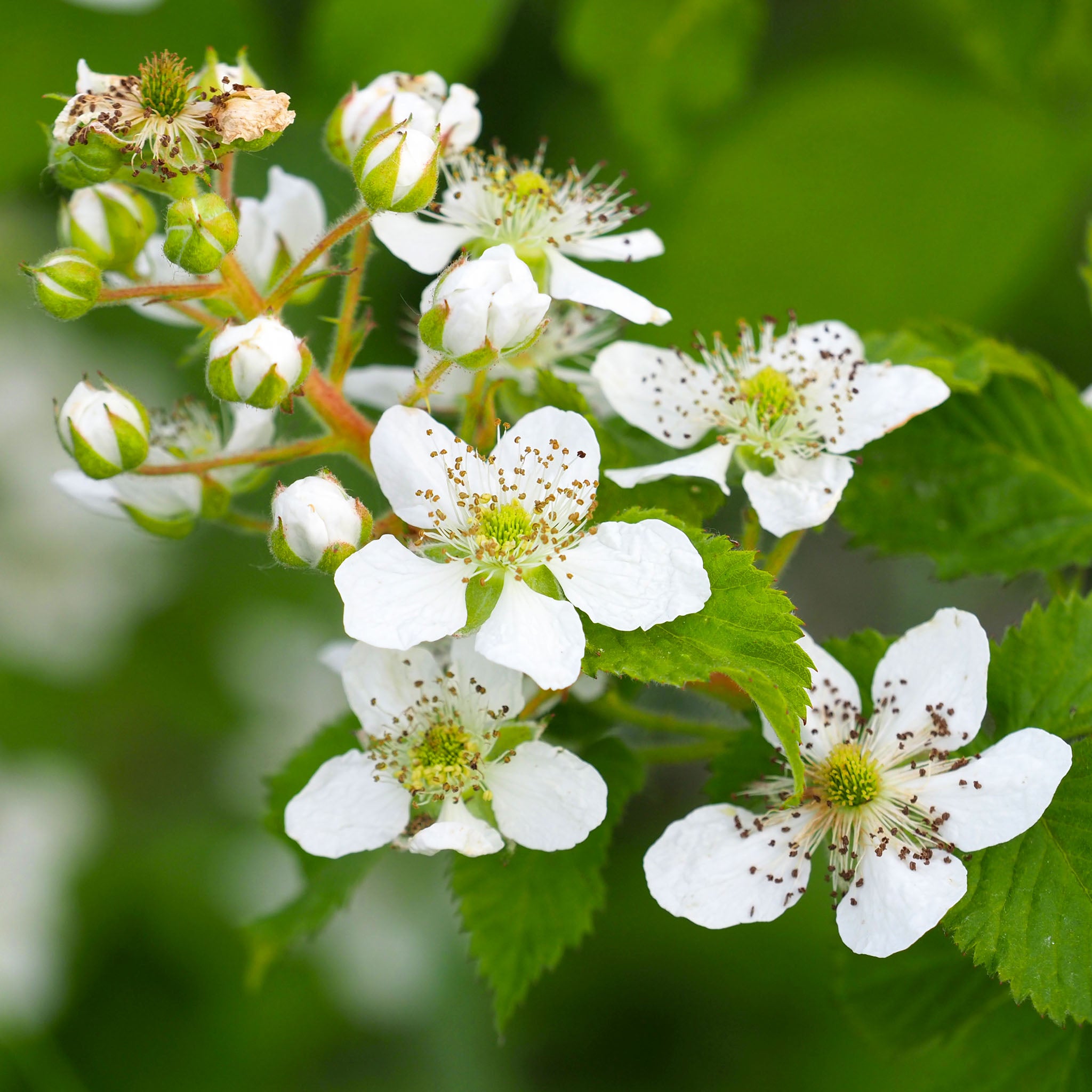 Himbeere 'Autumn Bliss'