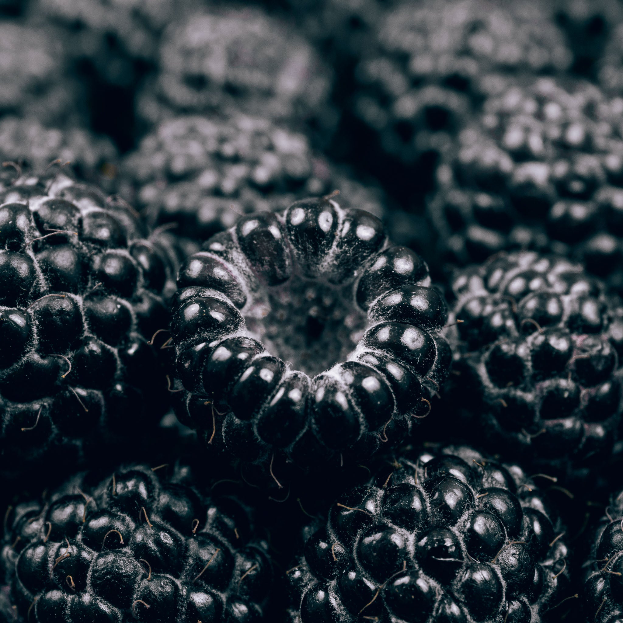 Himbeere 'Black Jewel'