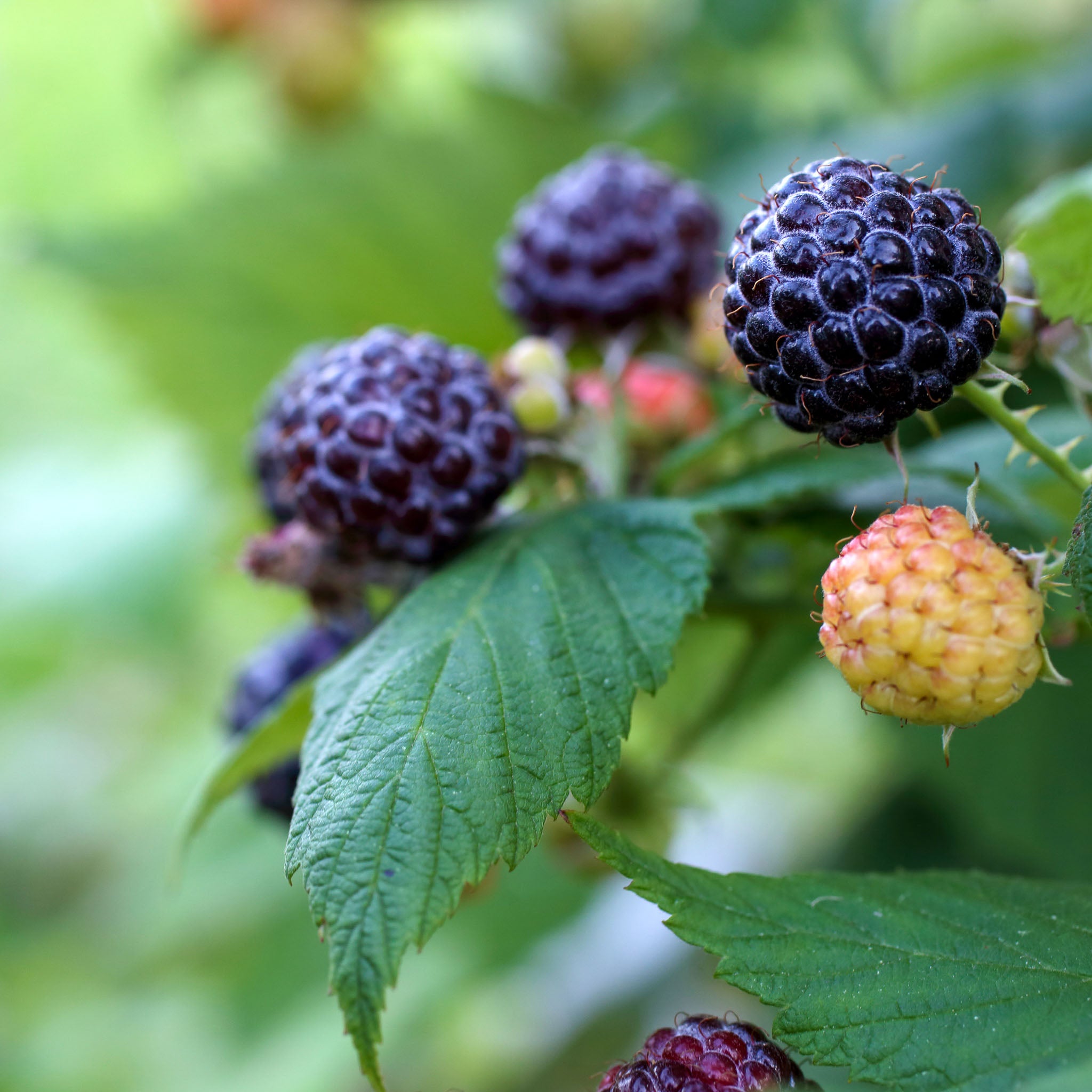 Himbeere 'Black Jewel'