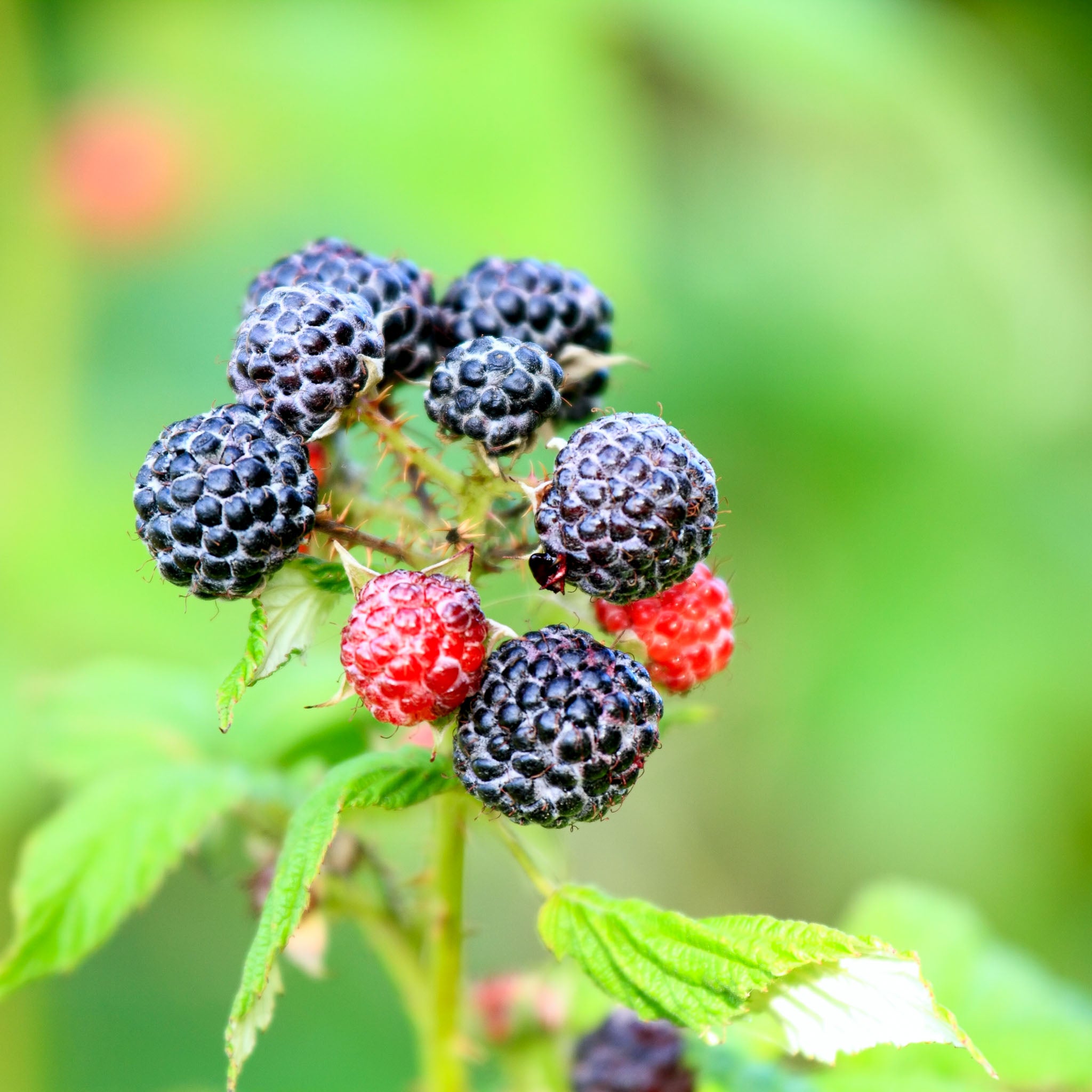 Himbeere 'Black Jewel'
