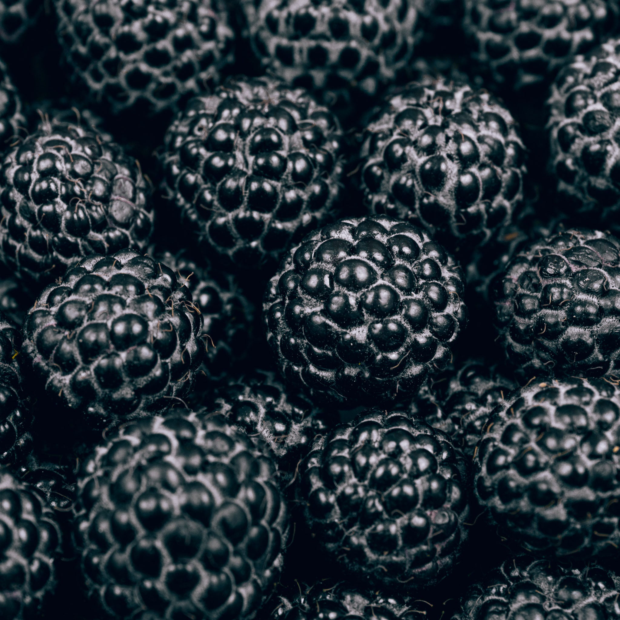 Himbeere 'Black Jewel'