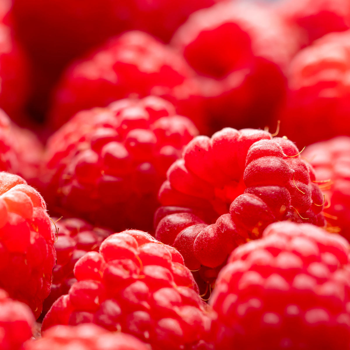 Sommerhimbeere 'Glen Ample'