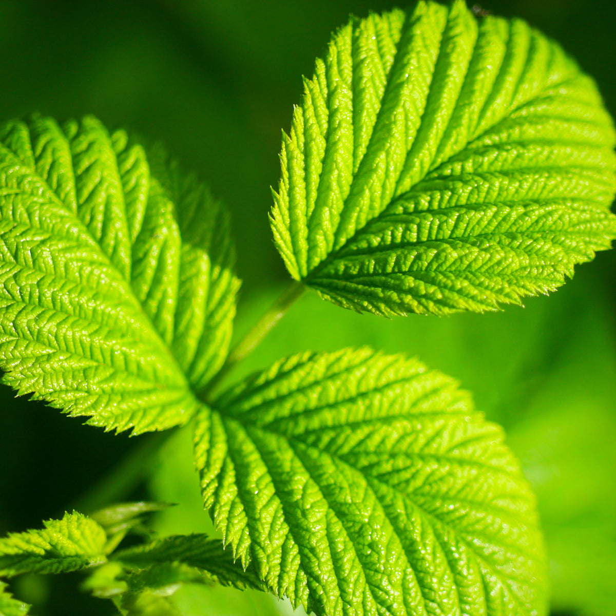 Sommerhimbeere 'Glen Ample'