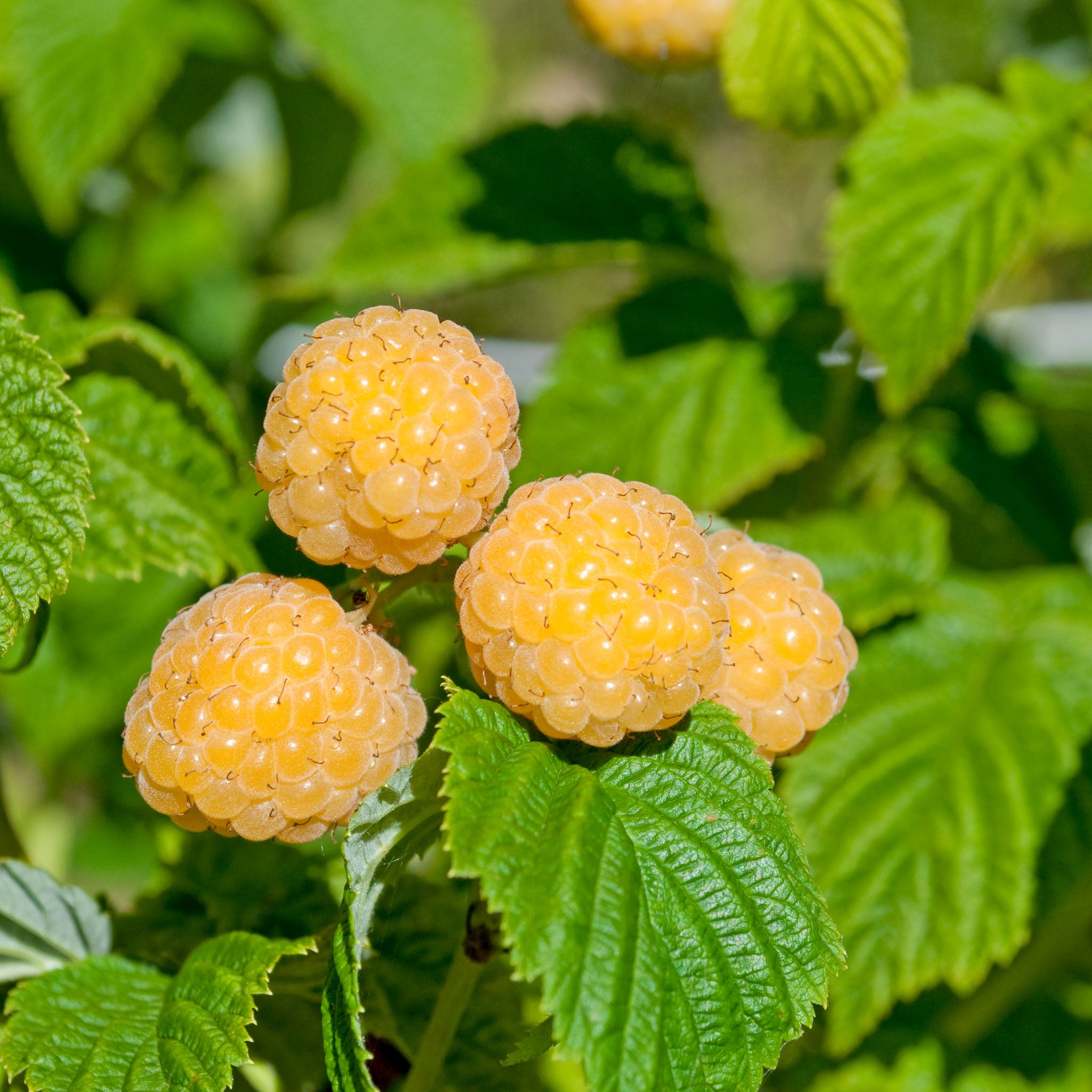 Himbeere 'Golden Everest'