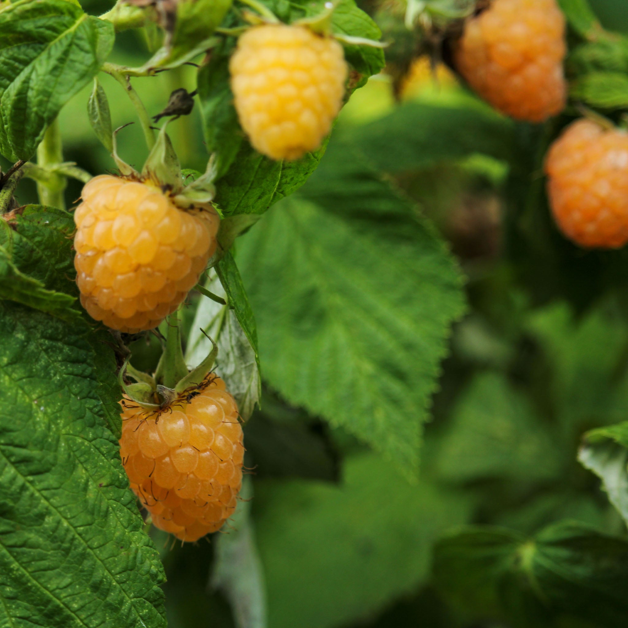 Himbeere 'Golden Everest'