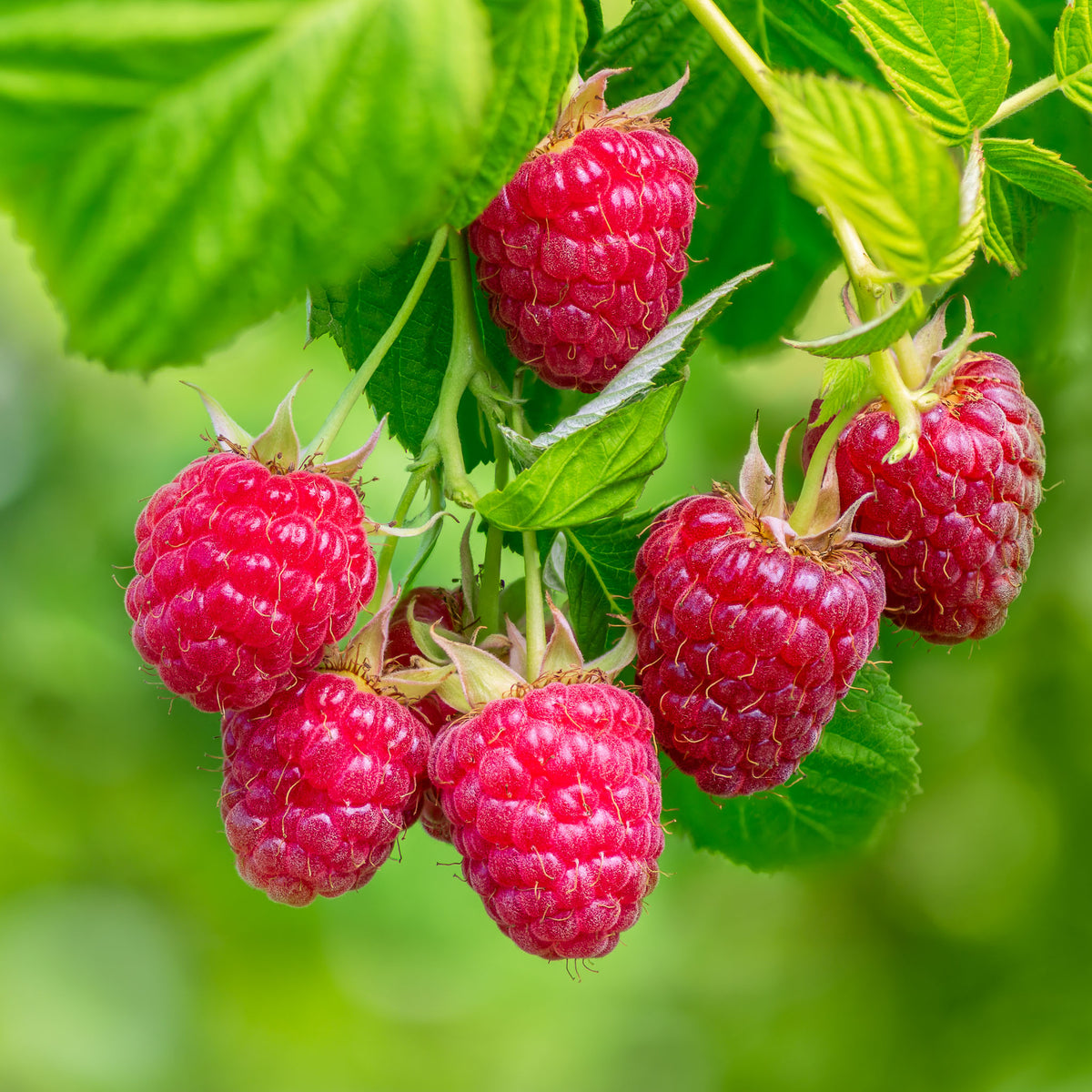 Sommerhimbeere 'Malling Promise'