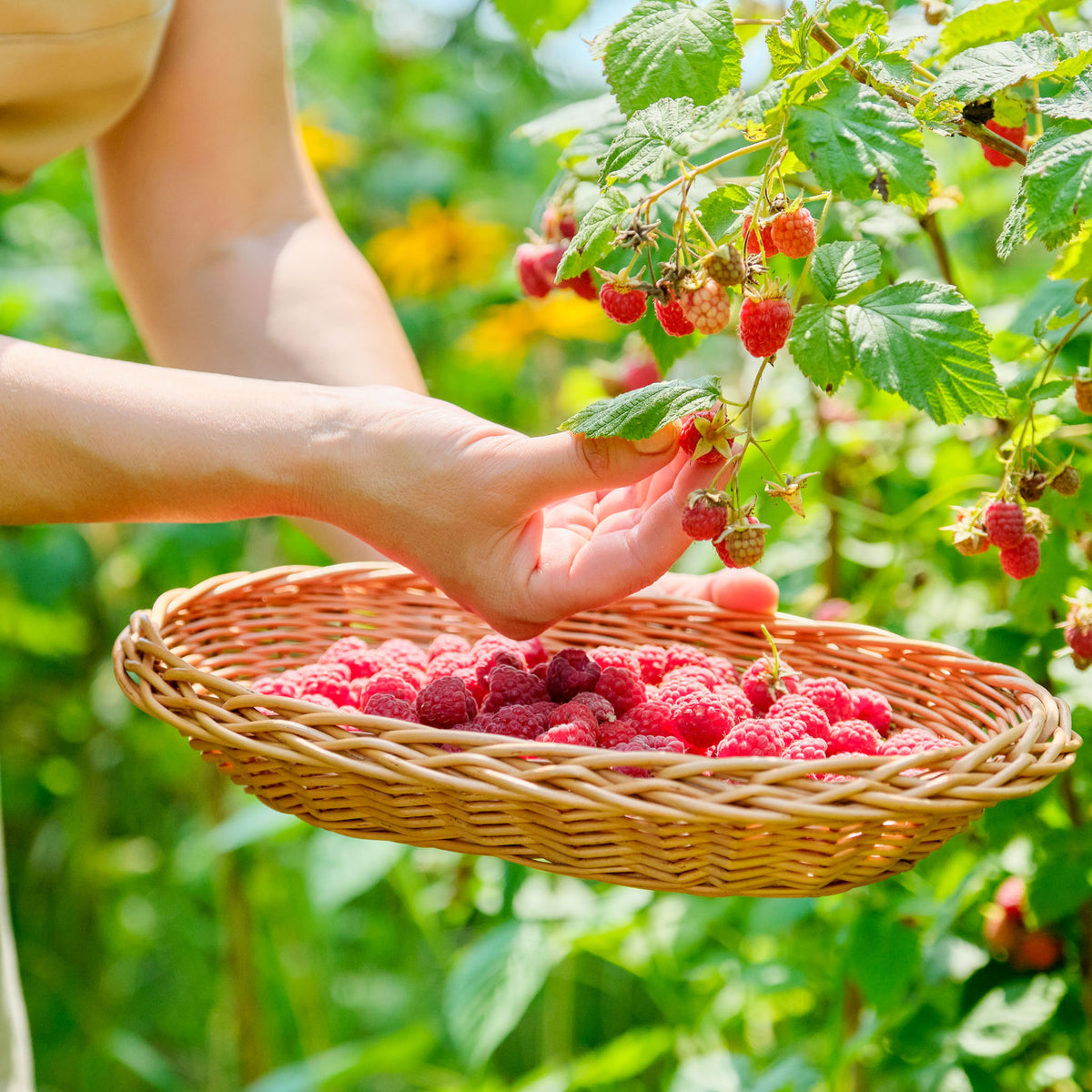 Sommerhimbeere 'Malling Promise'