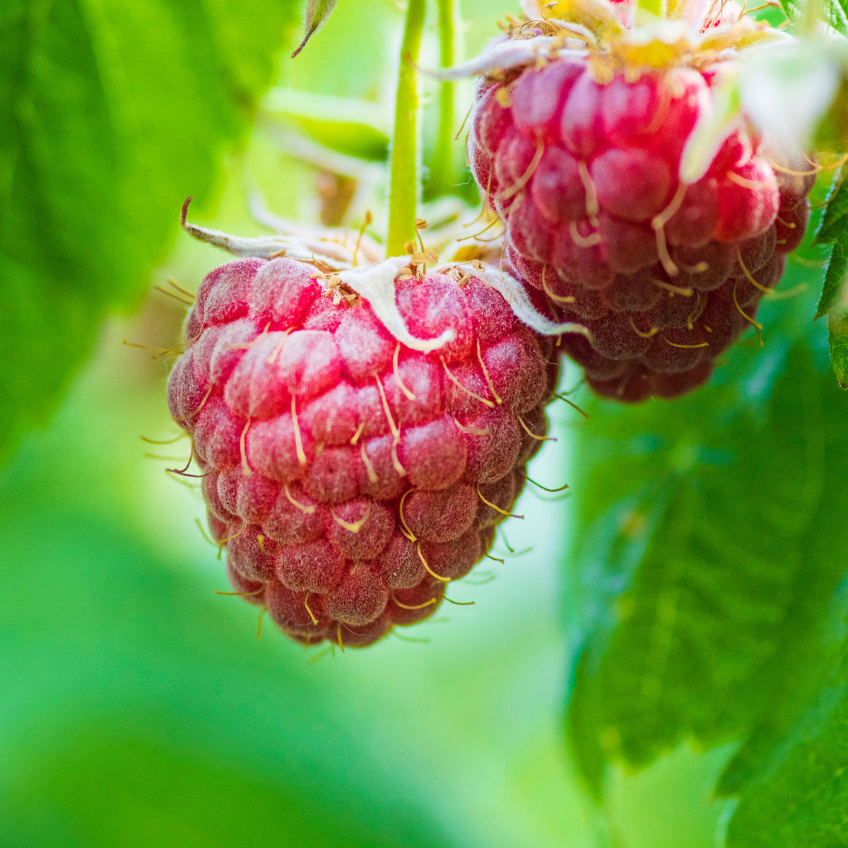 Sommerhimbeere 'Malling Promise'