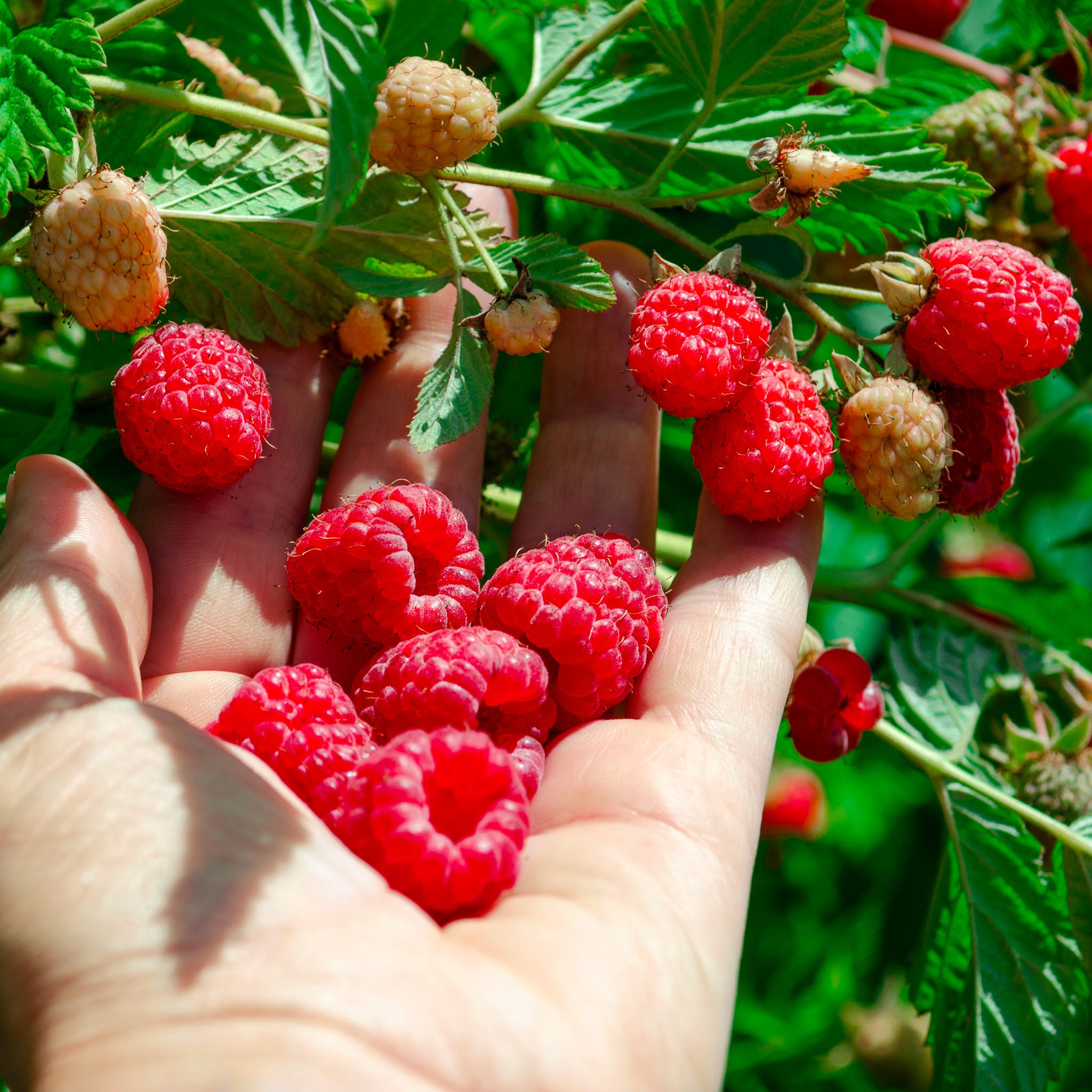 Himbeere 'Meeker'