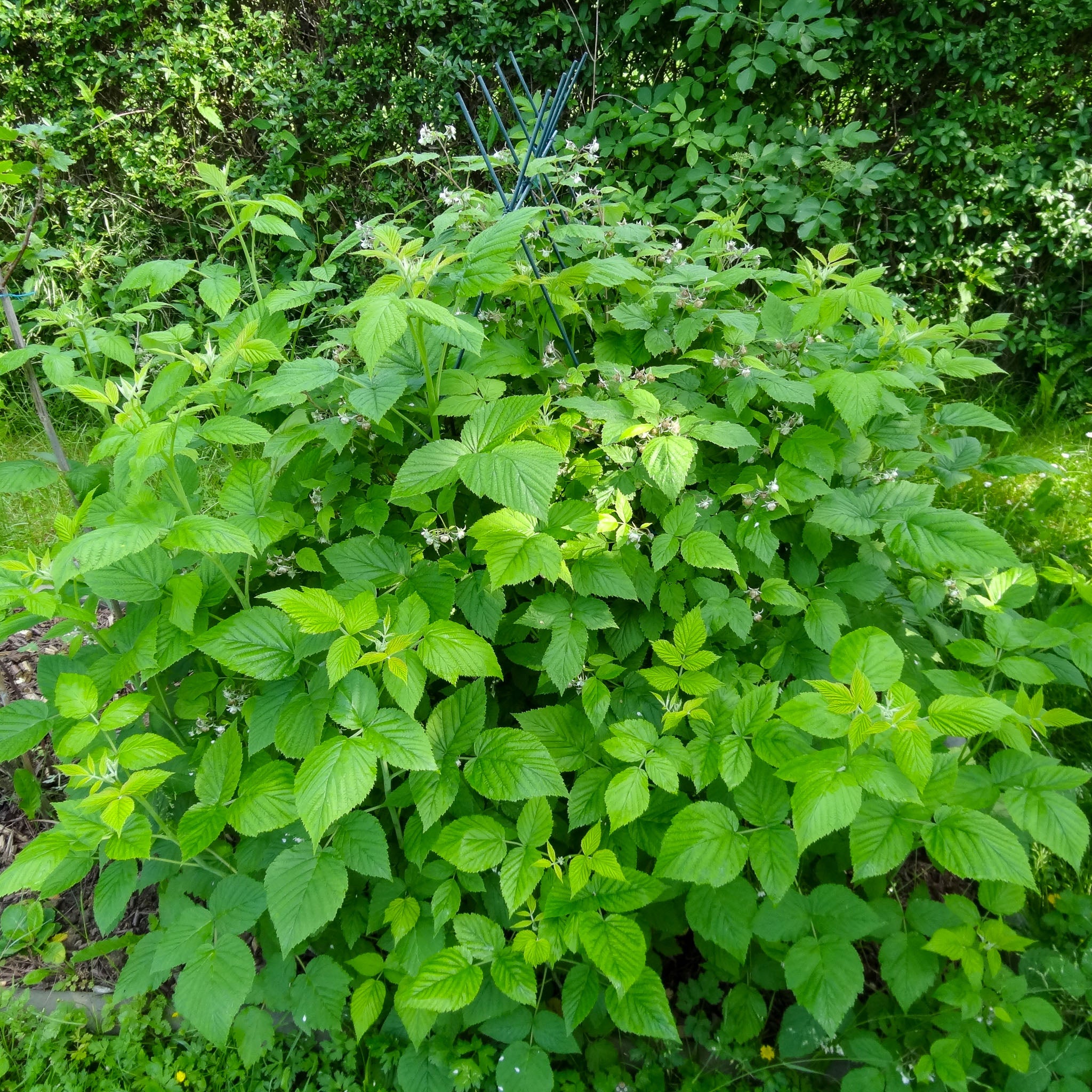 Himbeere 'Meeker'