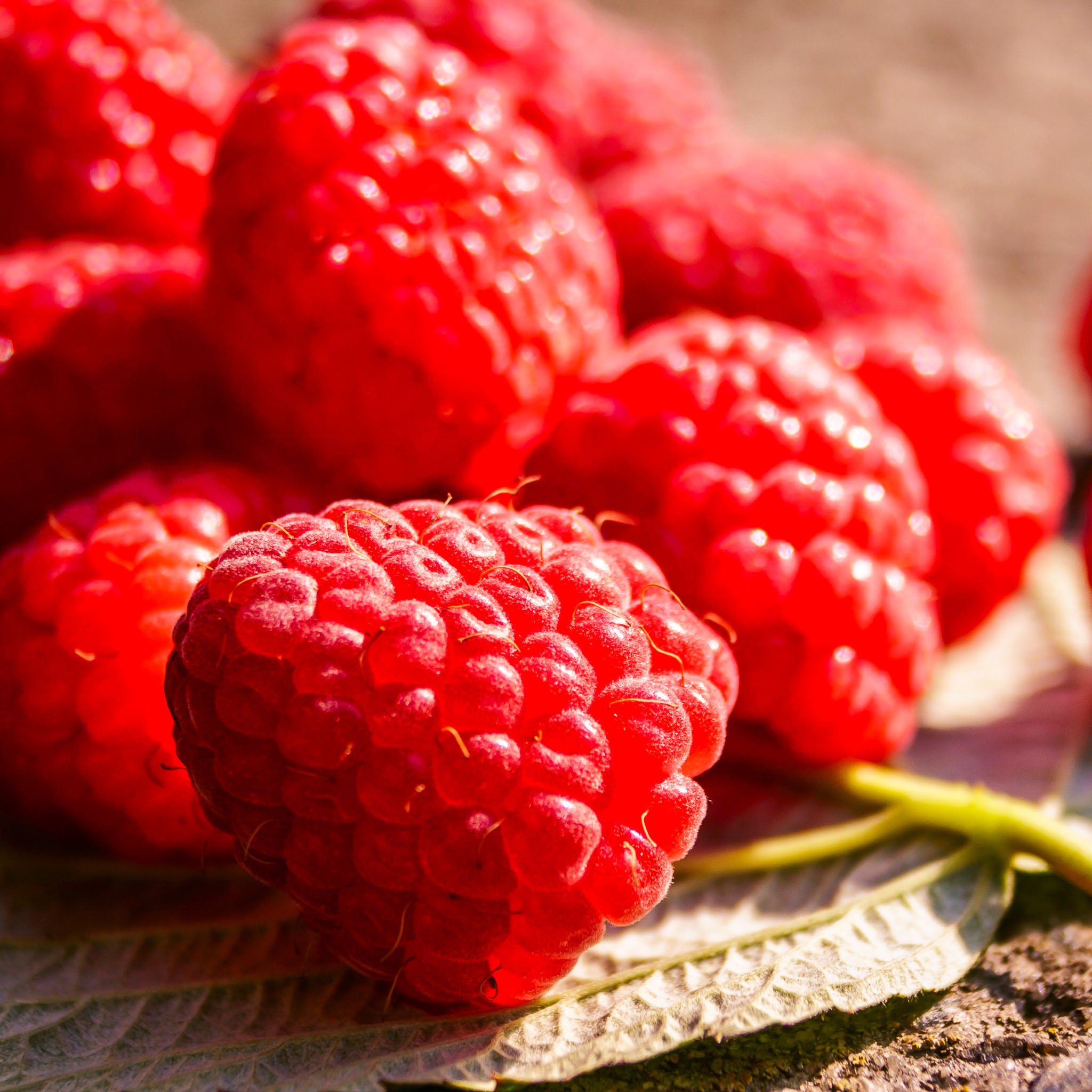 Himbeere 'Meeker'