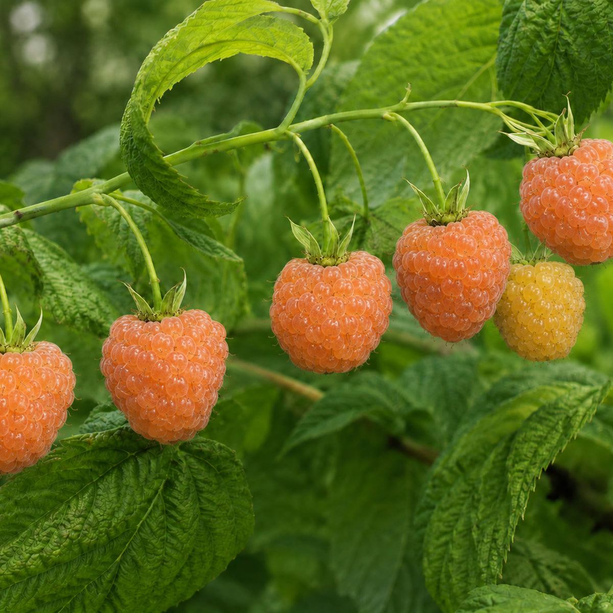 Sommerhimbeere 'Valentina'
