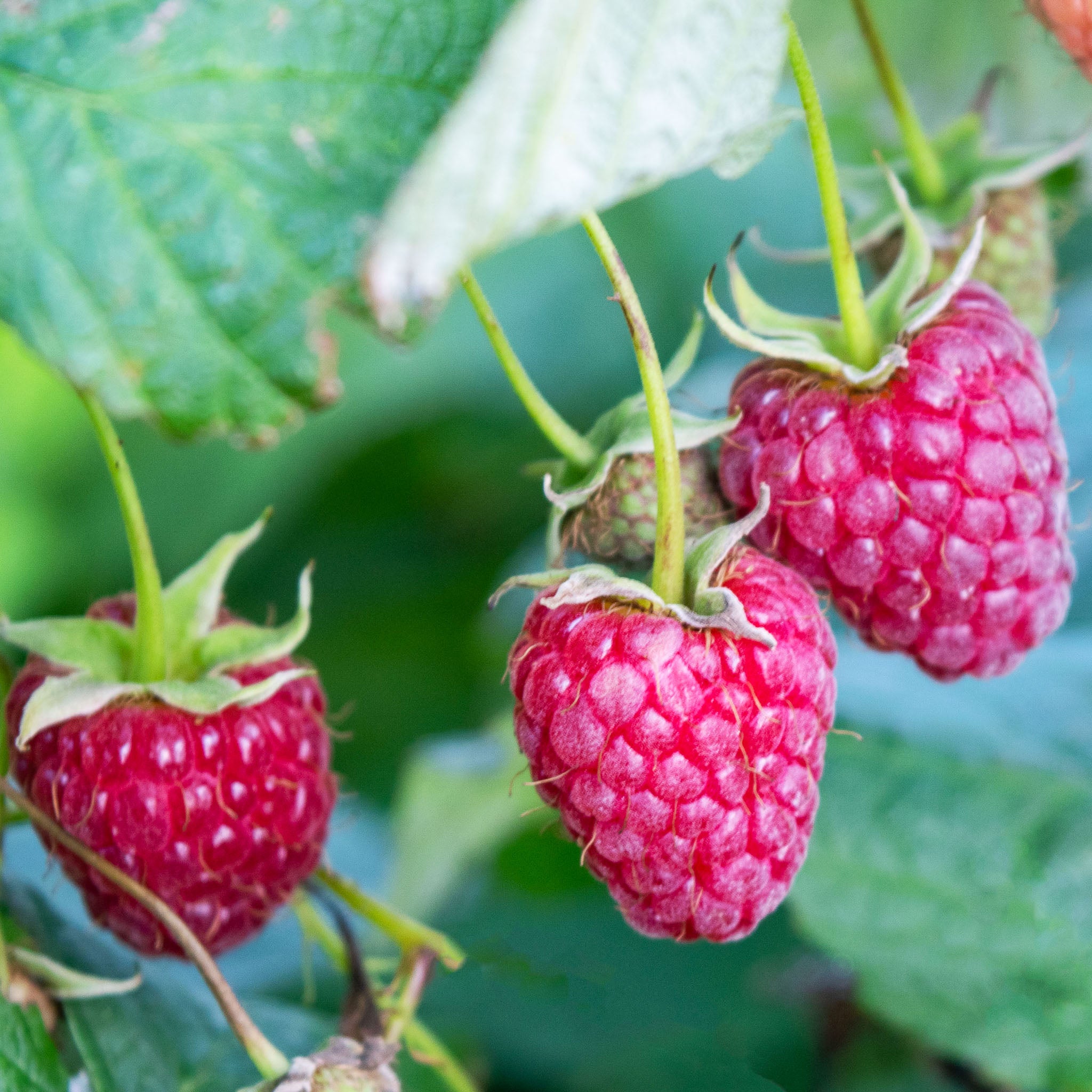 Himbeere 'Zefa Nova®'