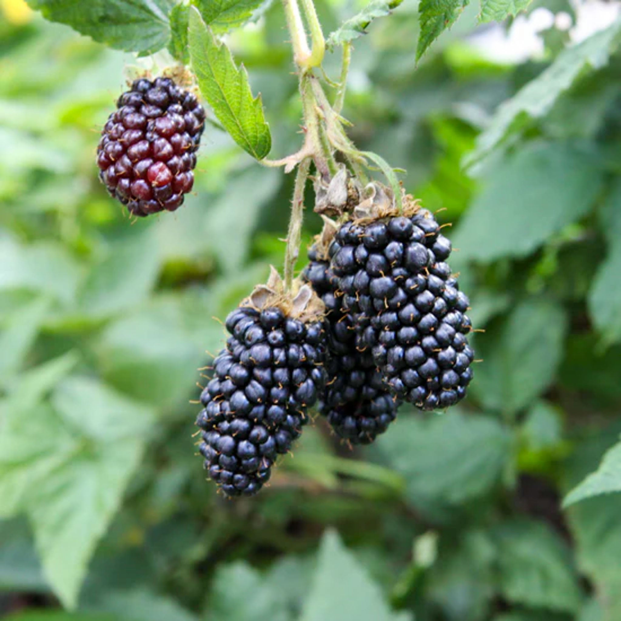 Tummelbeere 'Tummelberry'