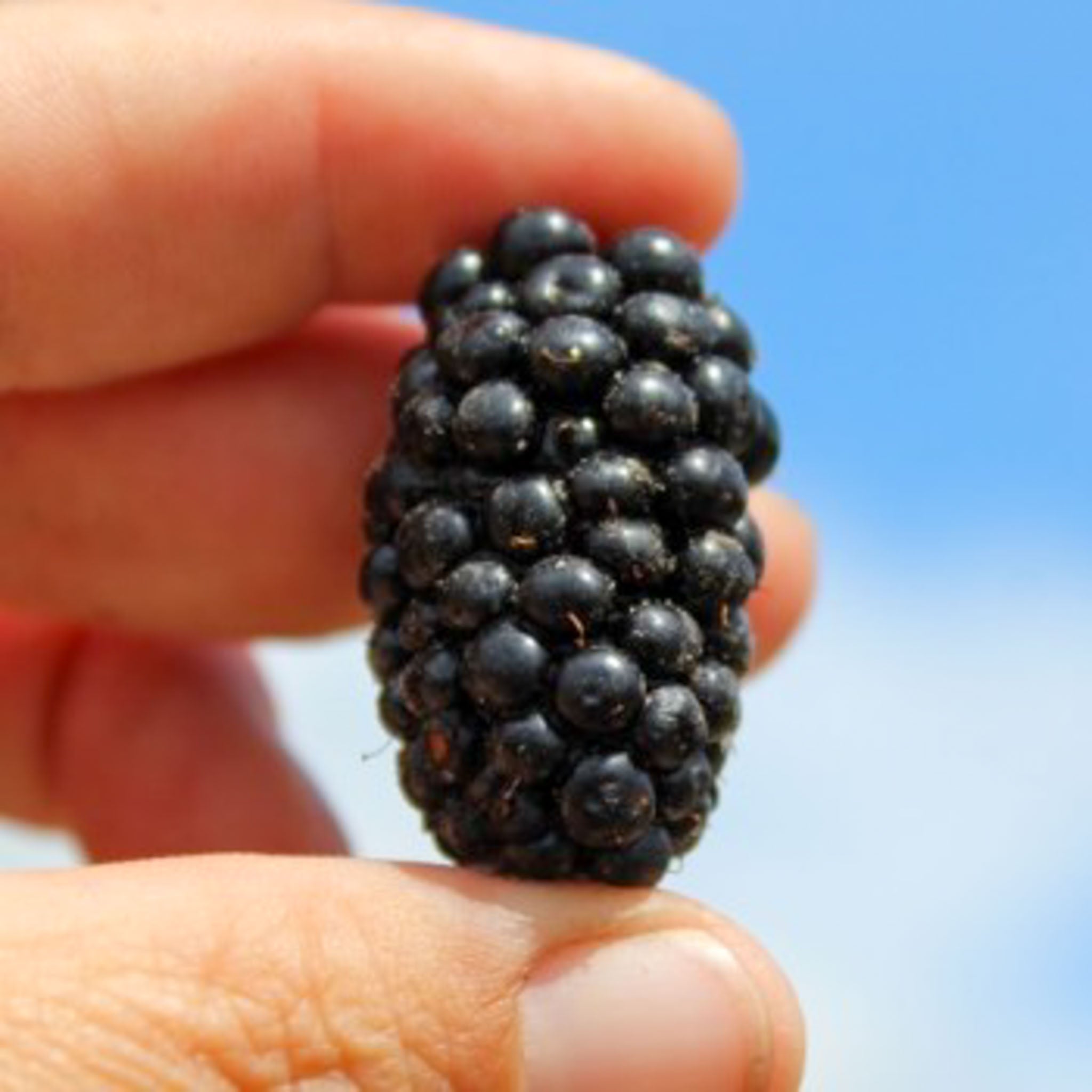 Tummelbeere 'Tummelberry'