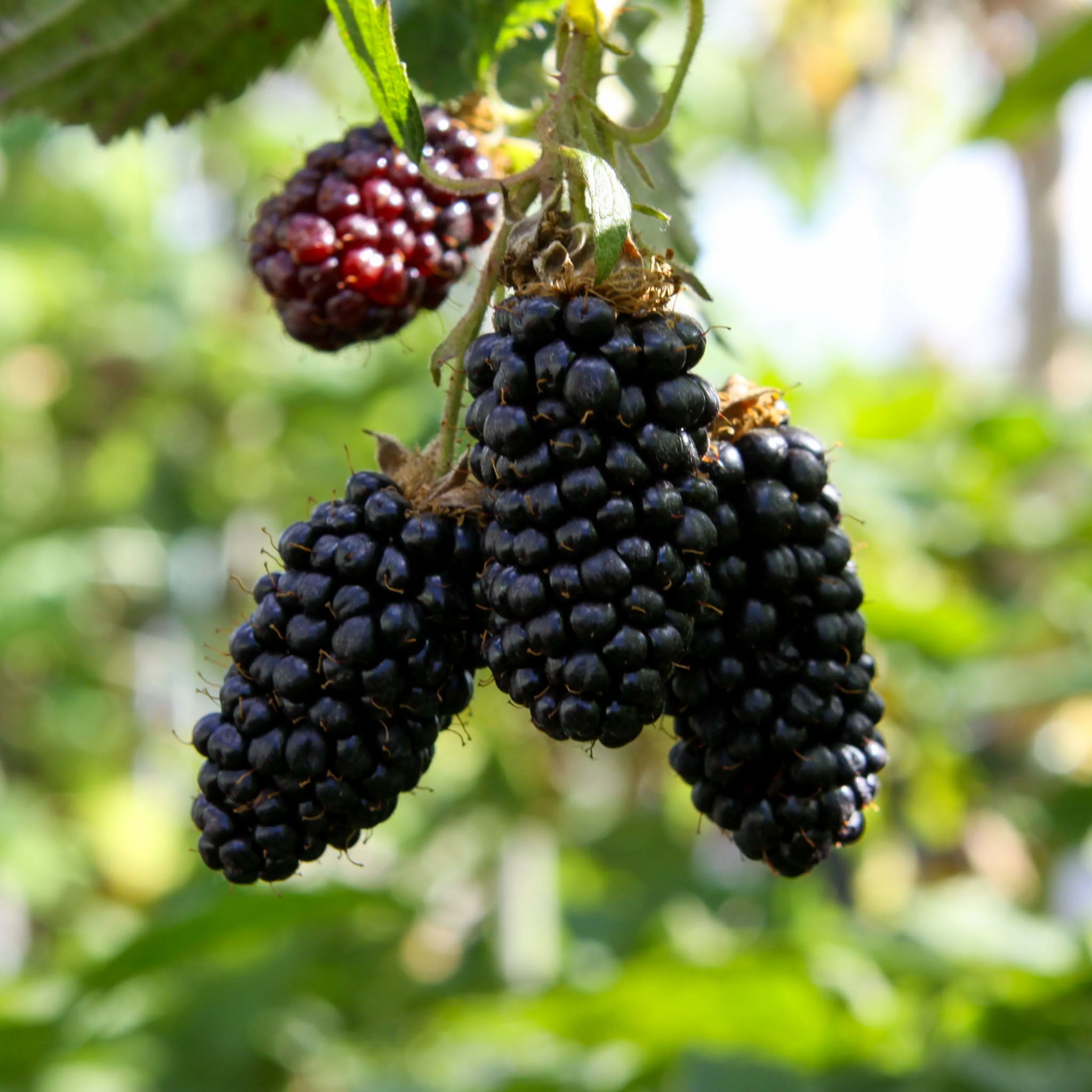 Tummelbeere 'Tummelberry'