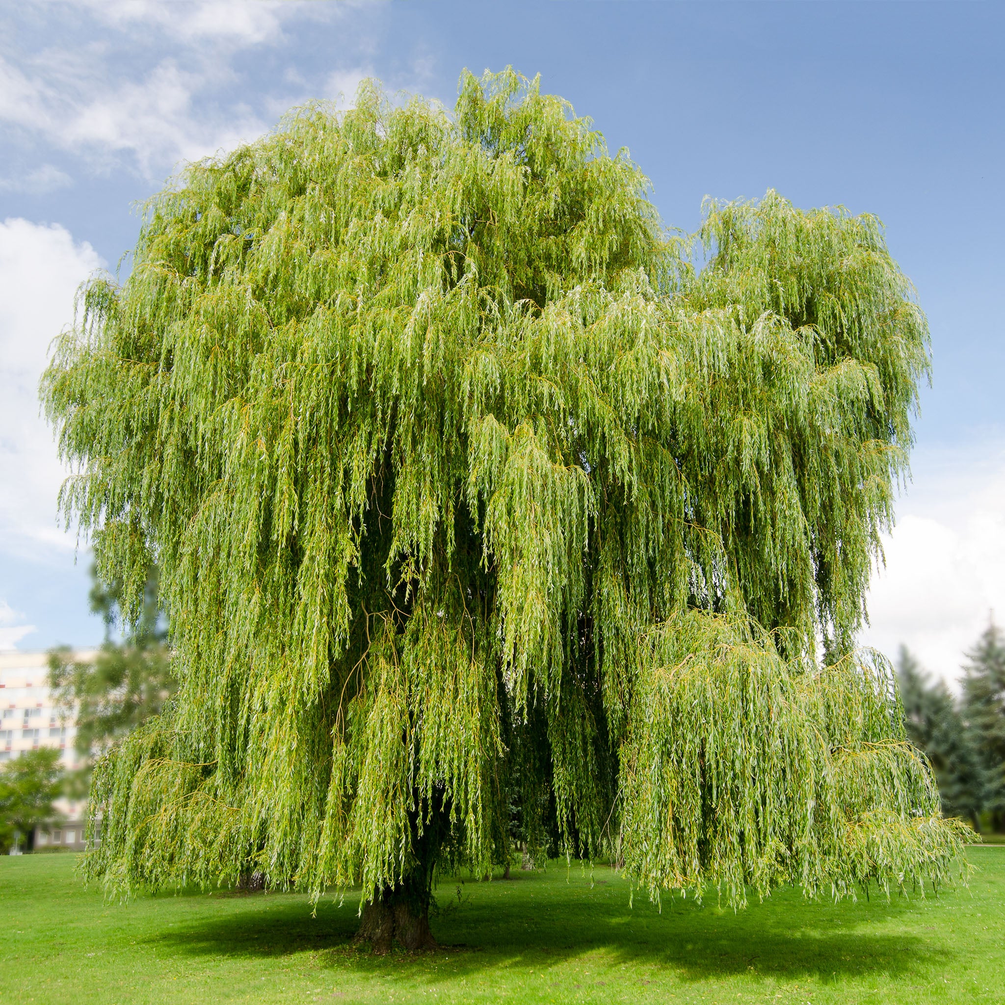 Silber-Weide