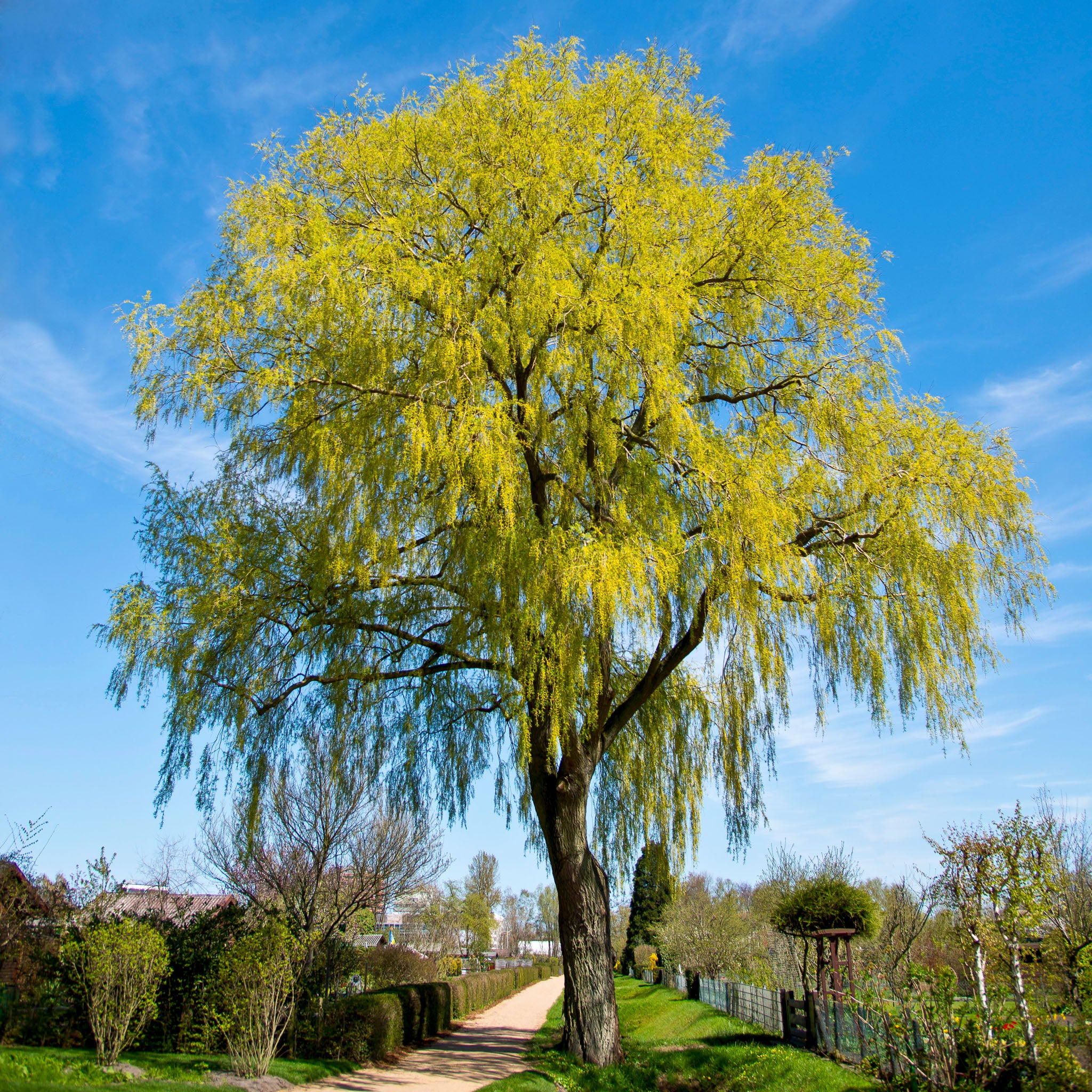 Silber-Weide