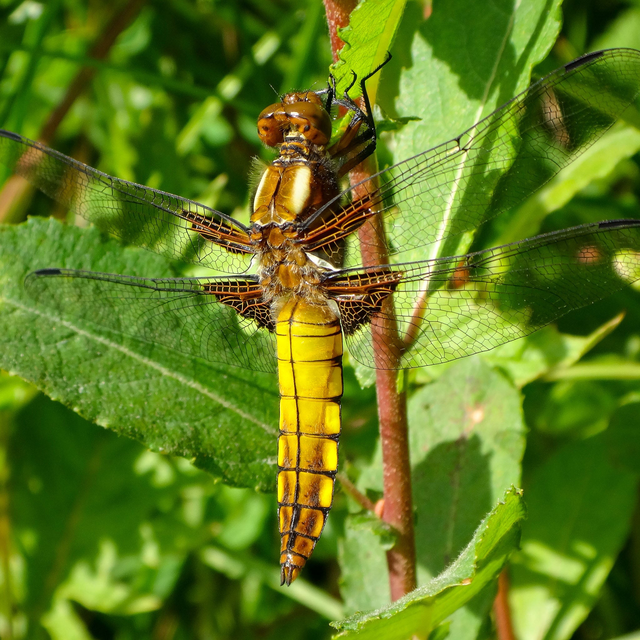 Aschweide