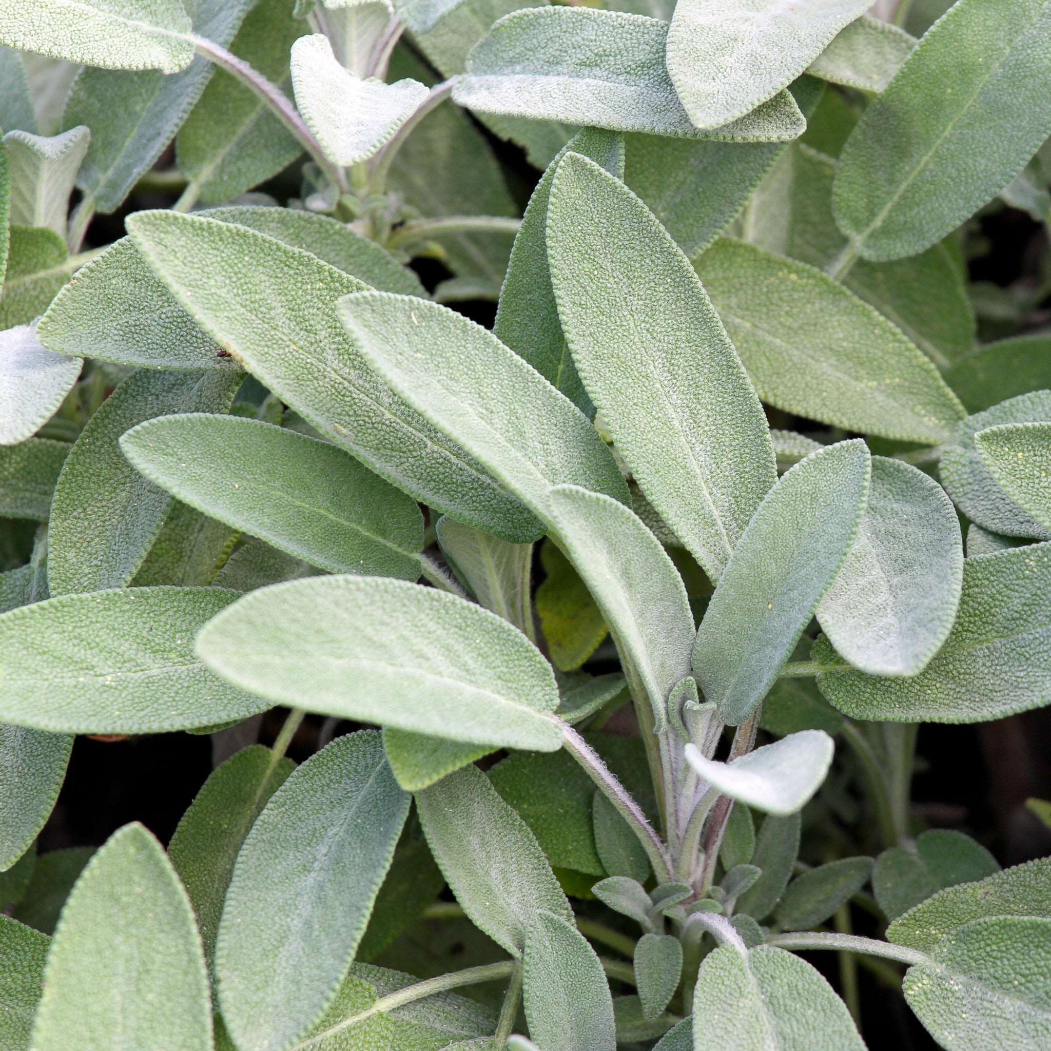 Salbei 'Maxima'