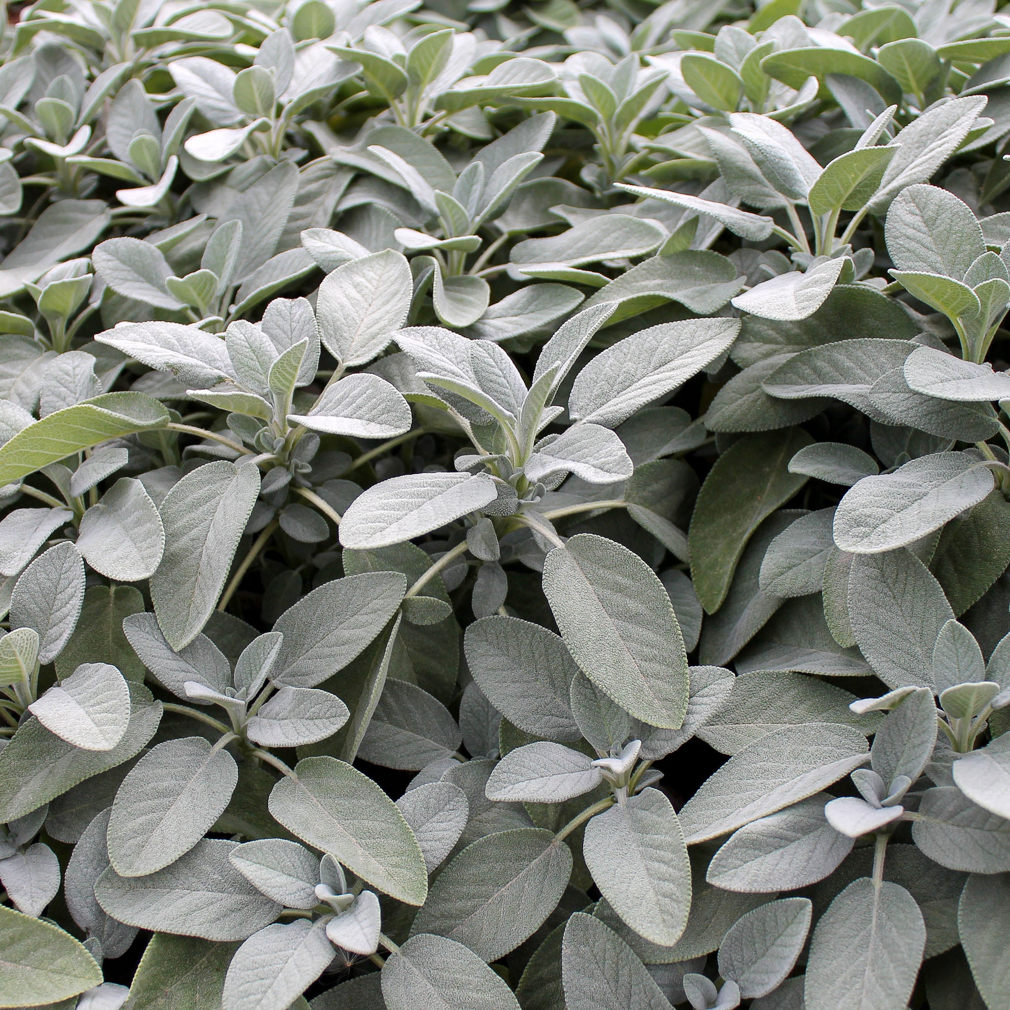 Salbei 'Maxima'